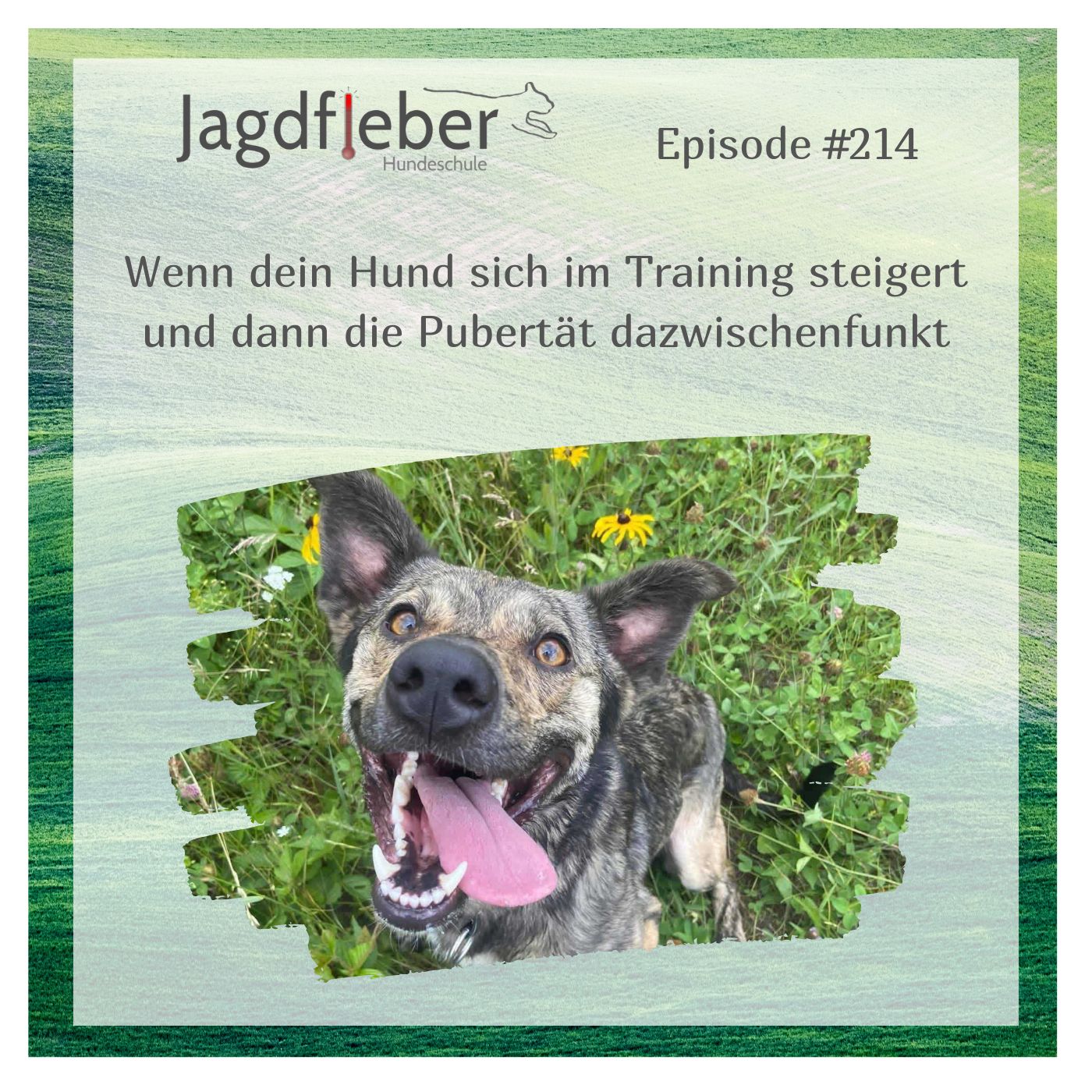 P214: Wenn dein Hund sich im Training steigert und dann die Pubertät dazwischenfunkt episode artwork