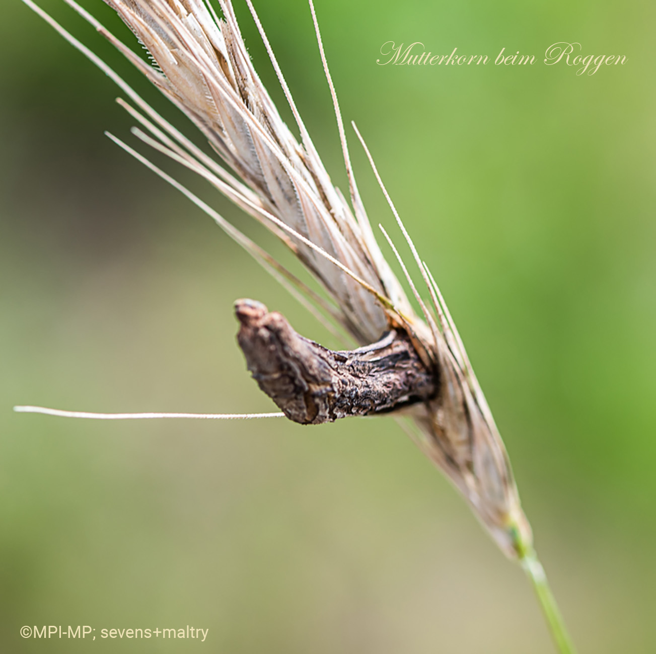Die Entdeckung pflanzlicher Schaderreger Die Entdeckung pflanzlicher Schaderreger