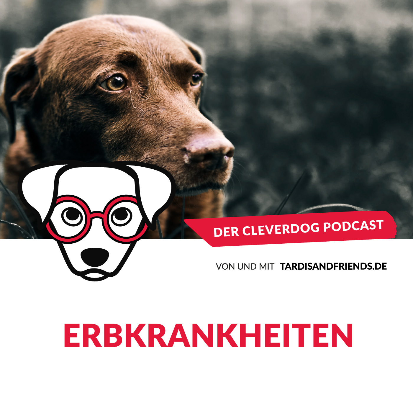 Der Cleverdog Podcast – mehr Wissen rund um den Hund!