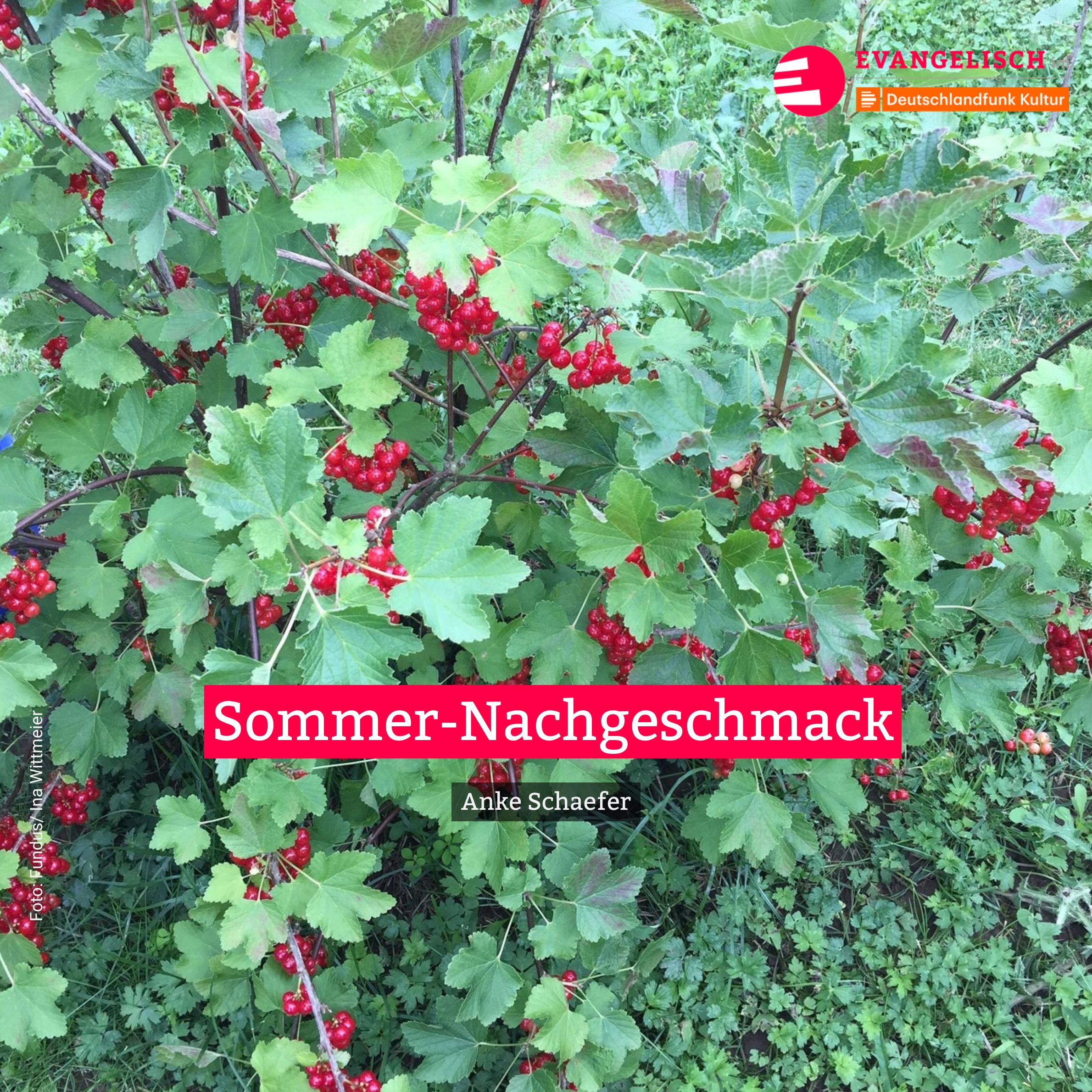 Sommer-Nachgeschmack episode artwork
