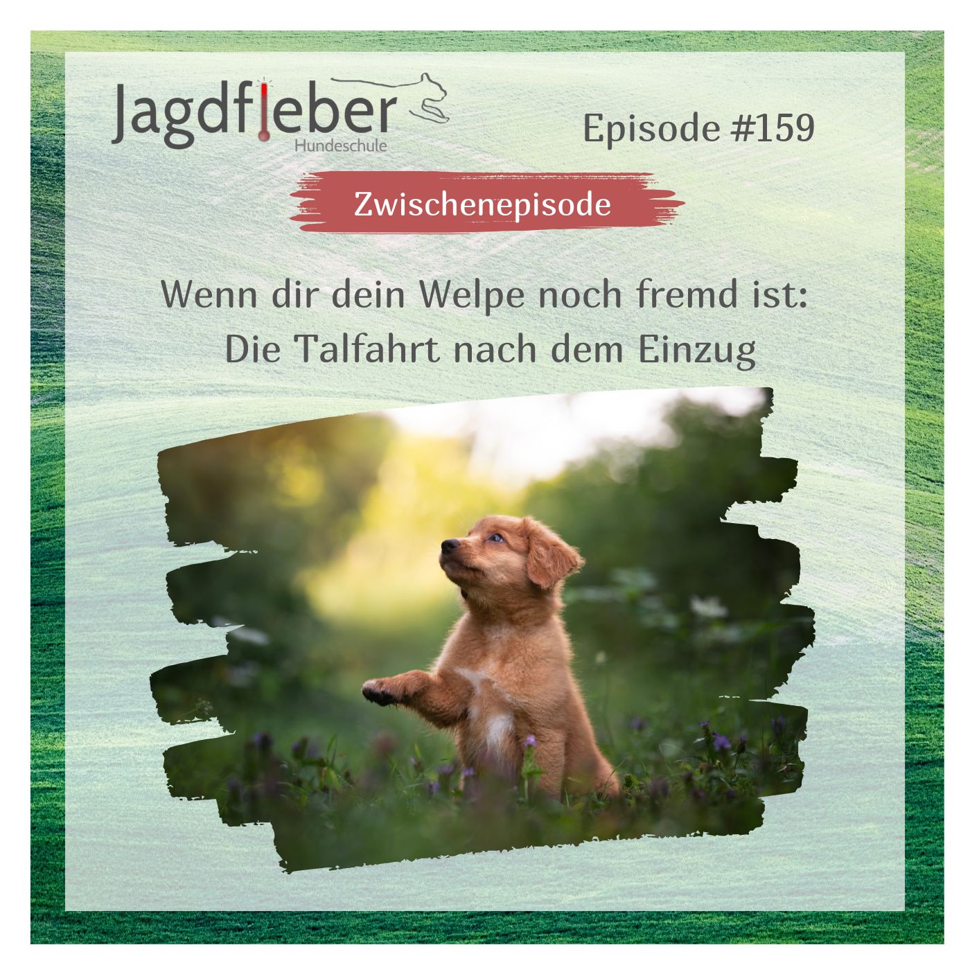 P159: Wenn dir dein Welpe noch fremd ist: Die Talfahrt nach dem Einzug episode artwork