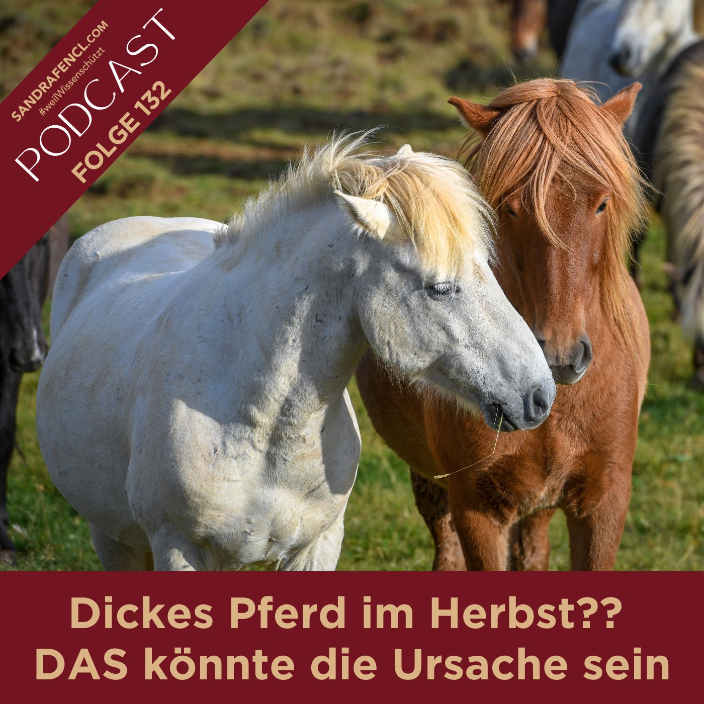 Pferdewissen - ganzheitlich & inspirierend mit Sandra Fencl