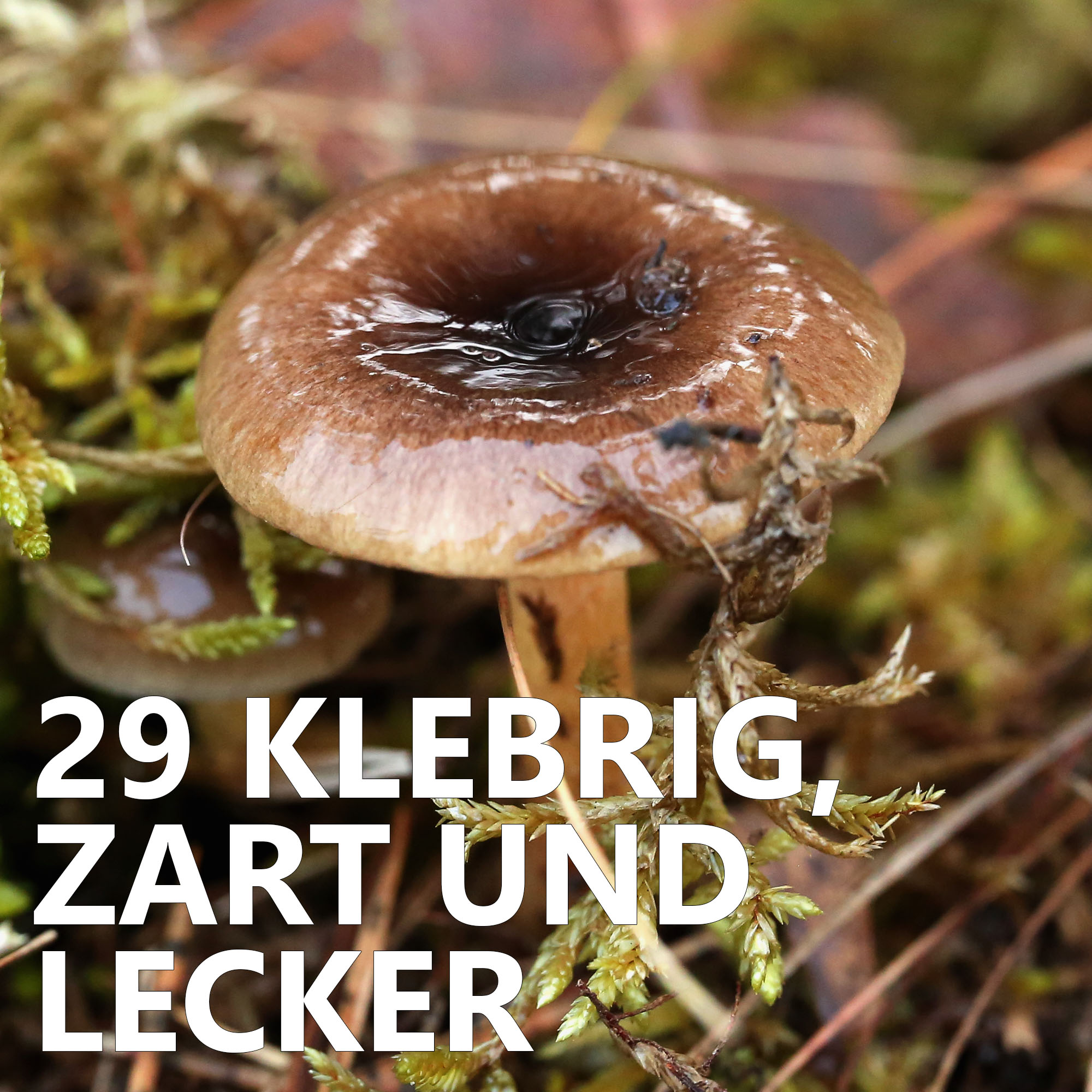 Der Pilzpodcast