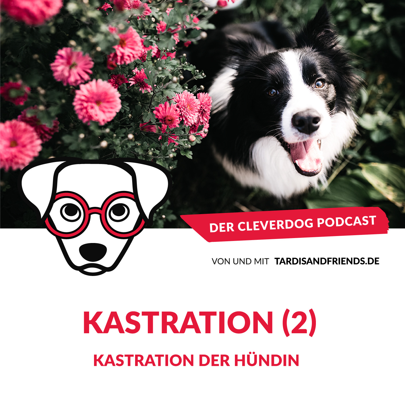 Der Cleverdog Podcast – mehr Wissen rund um den Hund!
