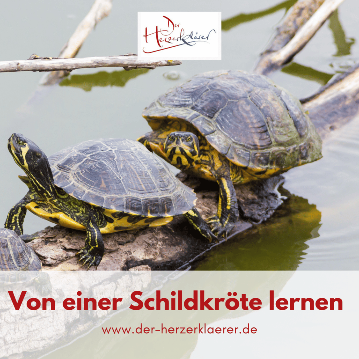 Der Herzerklärer