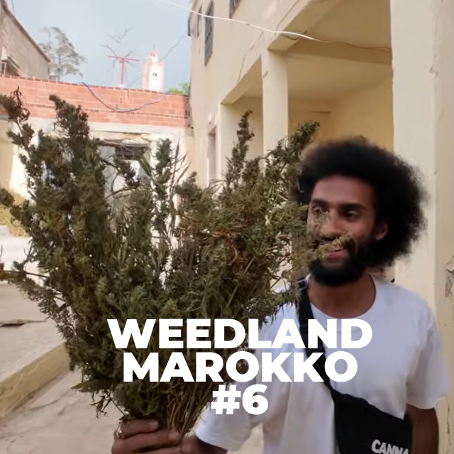 CannaZen 🥦 News & Wissen