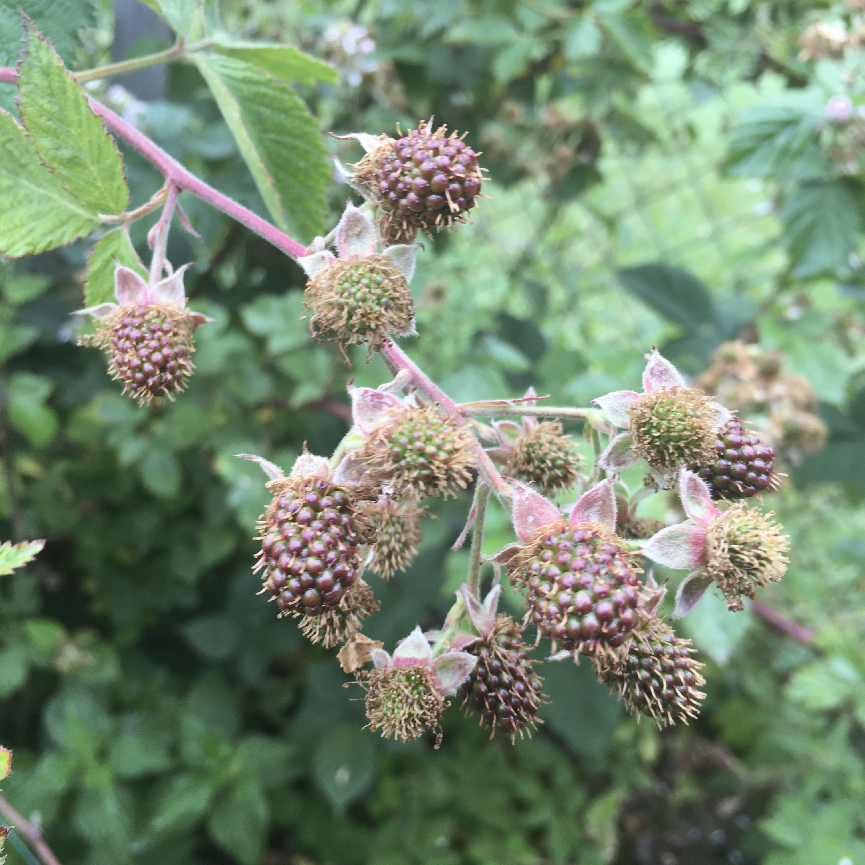Garten Ede
