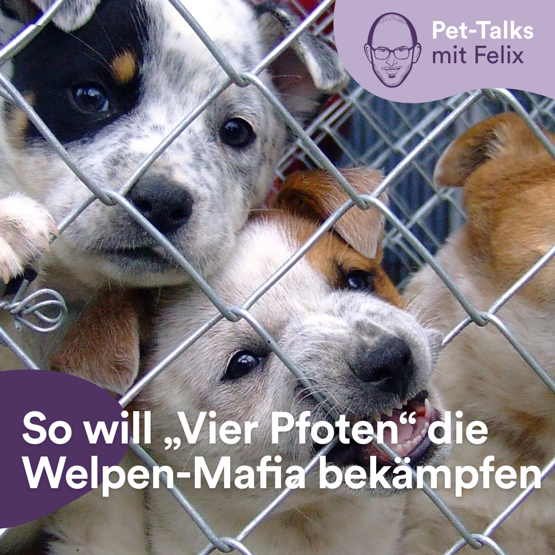 Pet-Talks: Klartext – der Interview-Podcast von DeineTierwelt