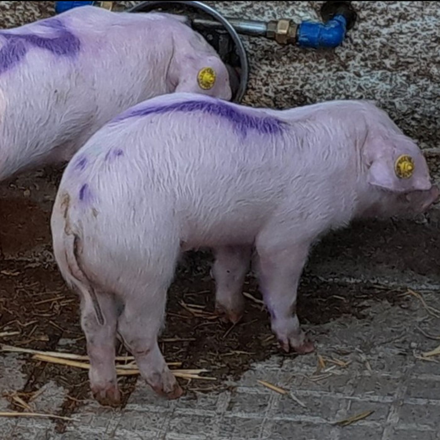 Folge 159: Absetzdurchfall: (K)Ein Ende in Sicht?! Neue Ansätze für ein altbekanntes Problem Folge 159: Absetzdurchfall: (K)Ein Ende in Sicht?! Neue Ansätze für ein altbekanntes Problem