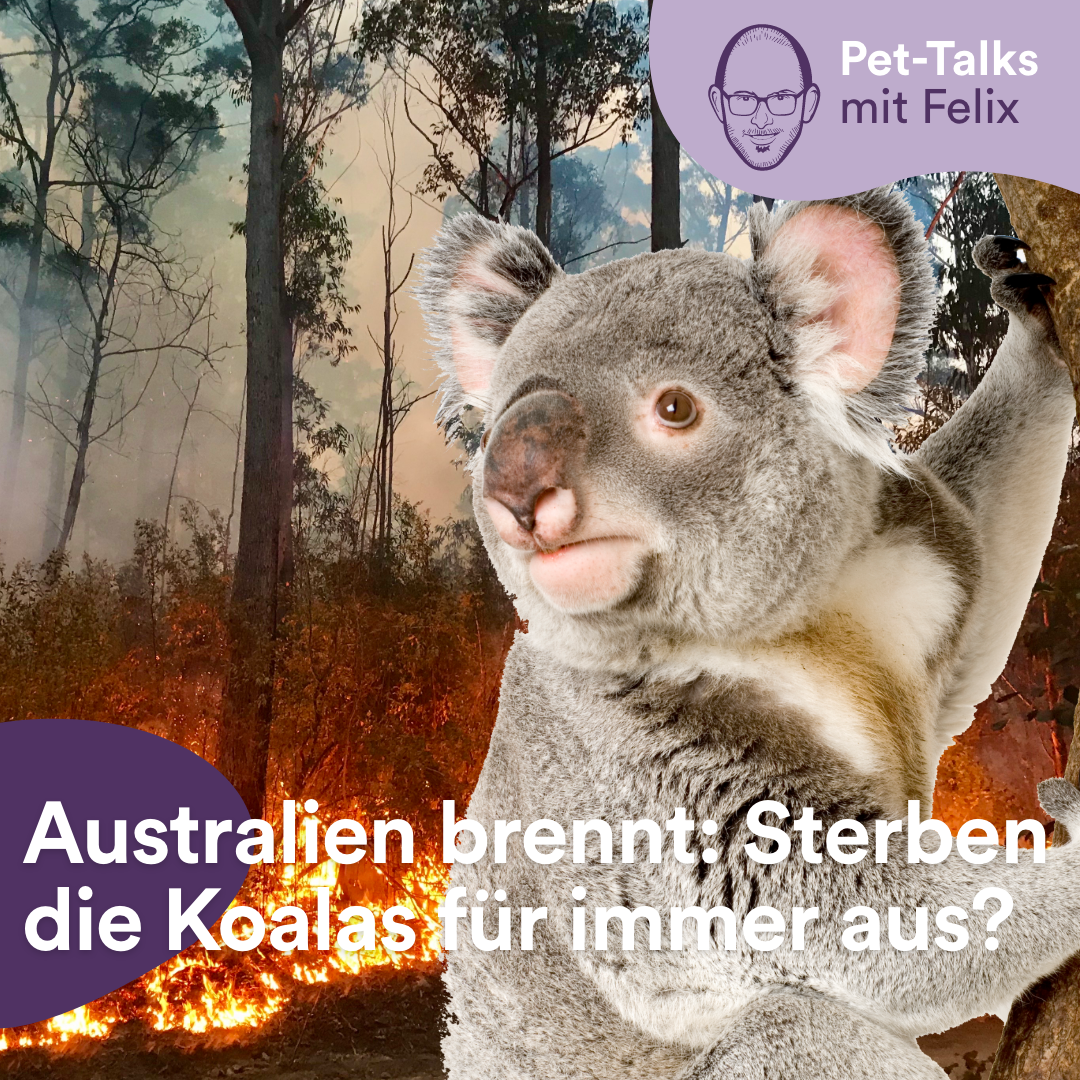 Pet-Talks: Klartext – der Interview-Podcast von DeineTierwelt