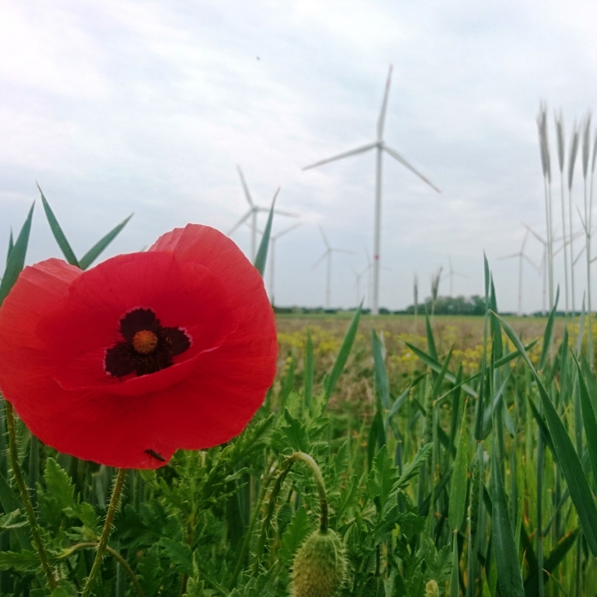 Altmark-Podcast