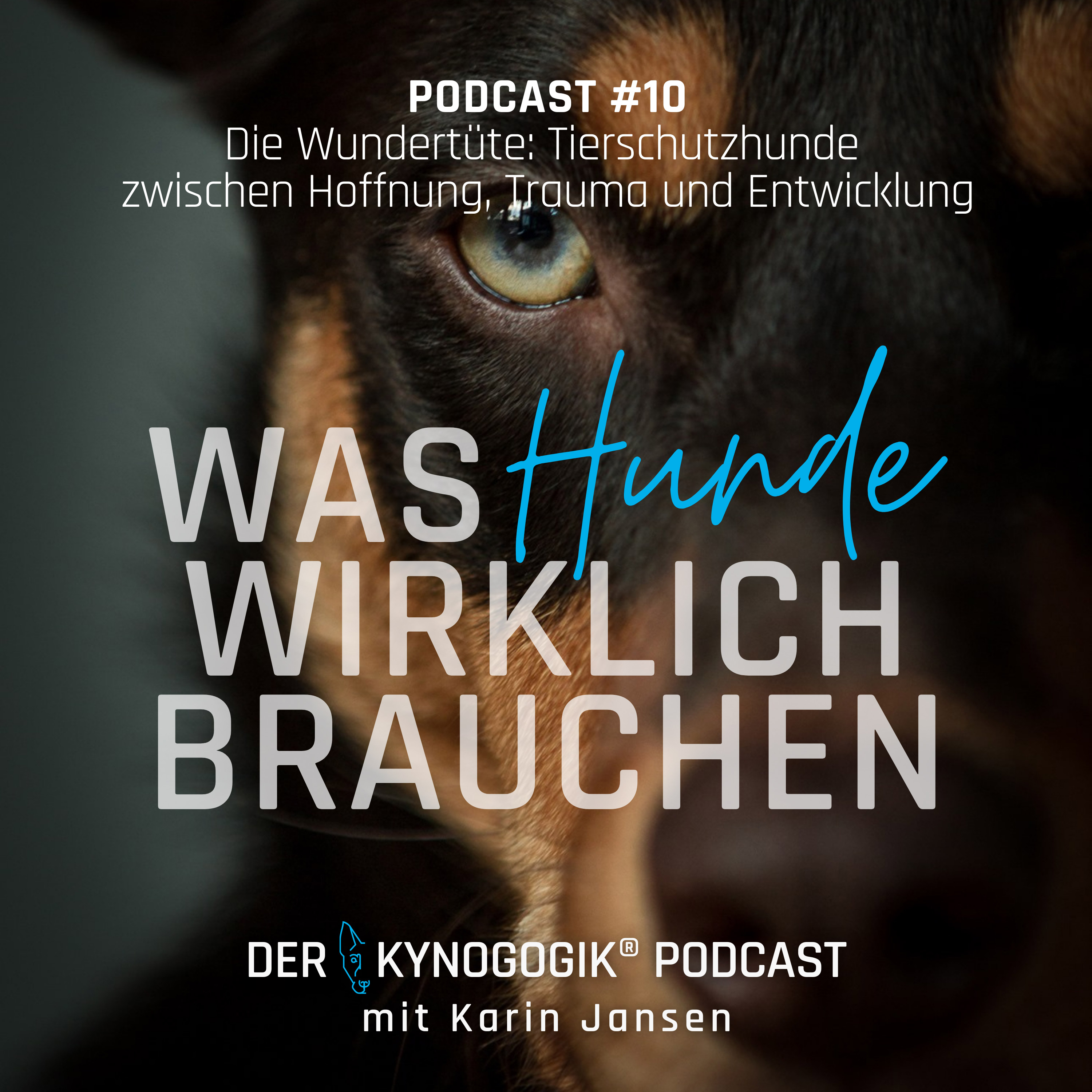 Die Wunderüte – Tierschutzhunde