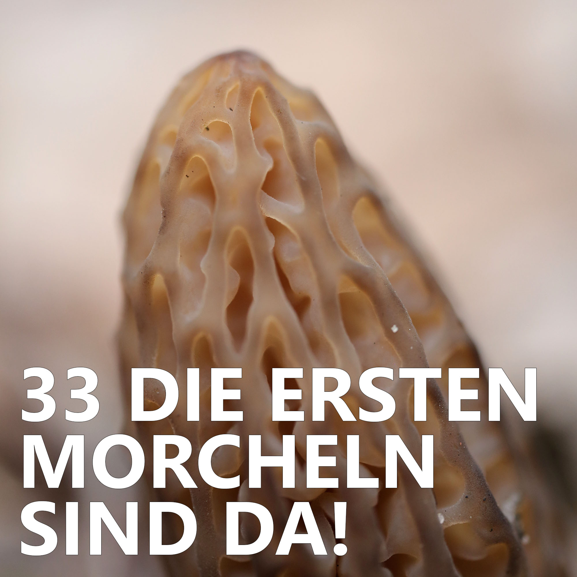 Der Pilzpodcast