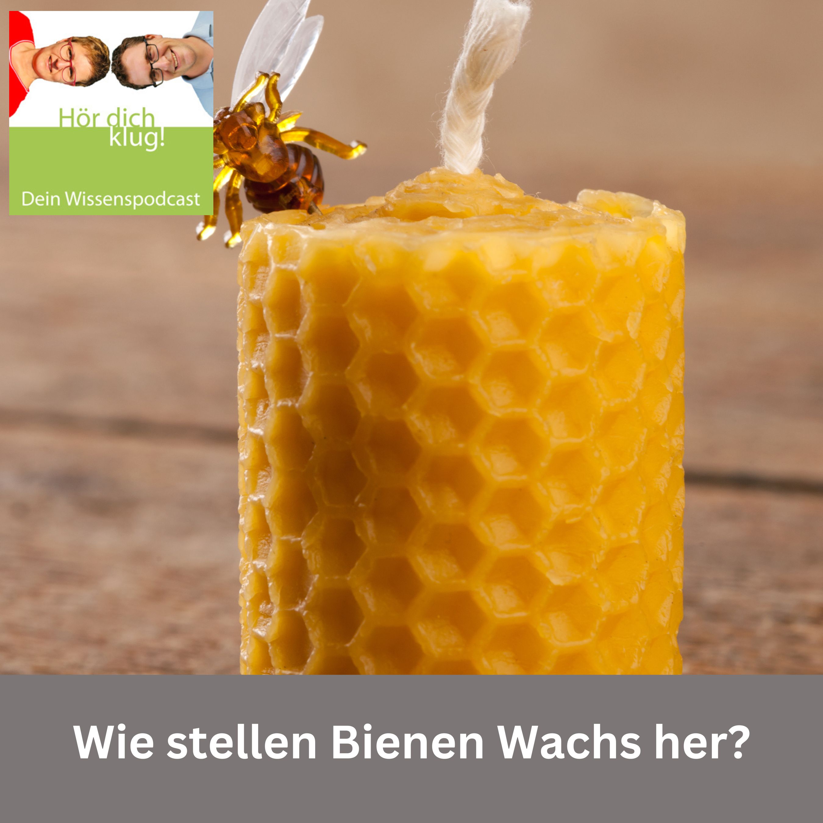 Wie stellen Bienen Wachs her?