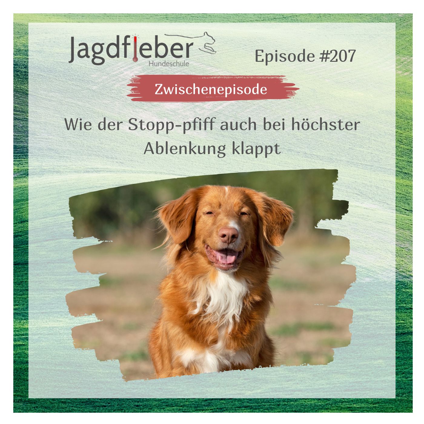 P207: Wie der Stopp-Pfiff auch bei höchster Ablenkung klappt P207: Wie der Stopp-Pfiff auch bei höchster Ablenkung klappt