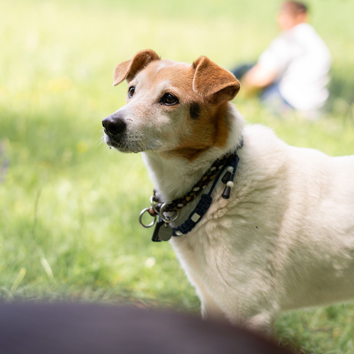 Mythen über Hundeverhalten