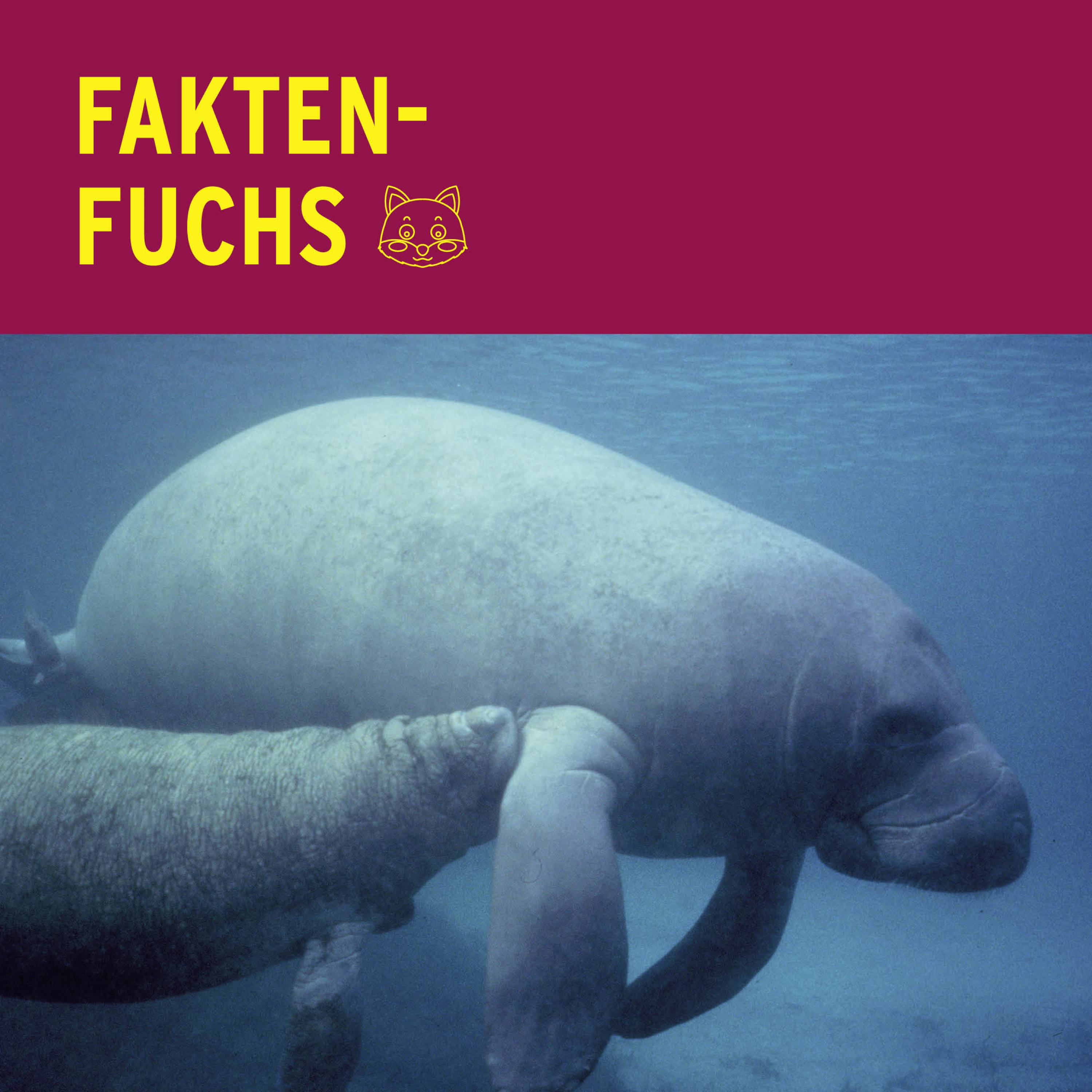 Faktenfuchs: Manatis