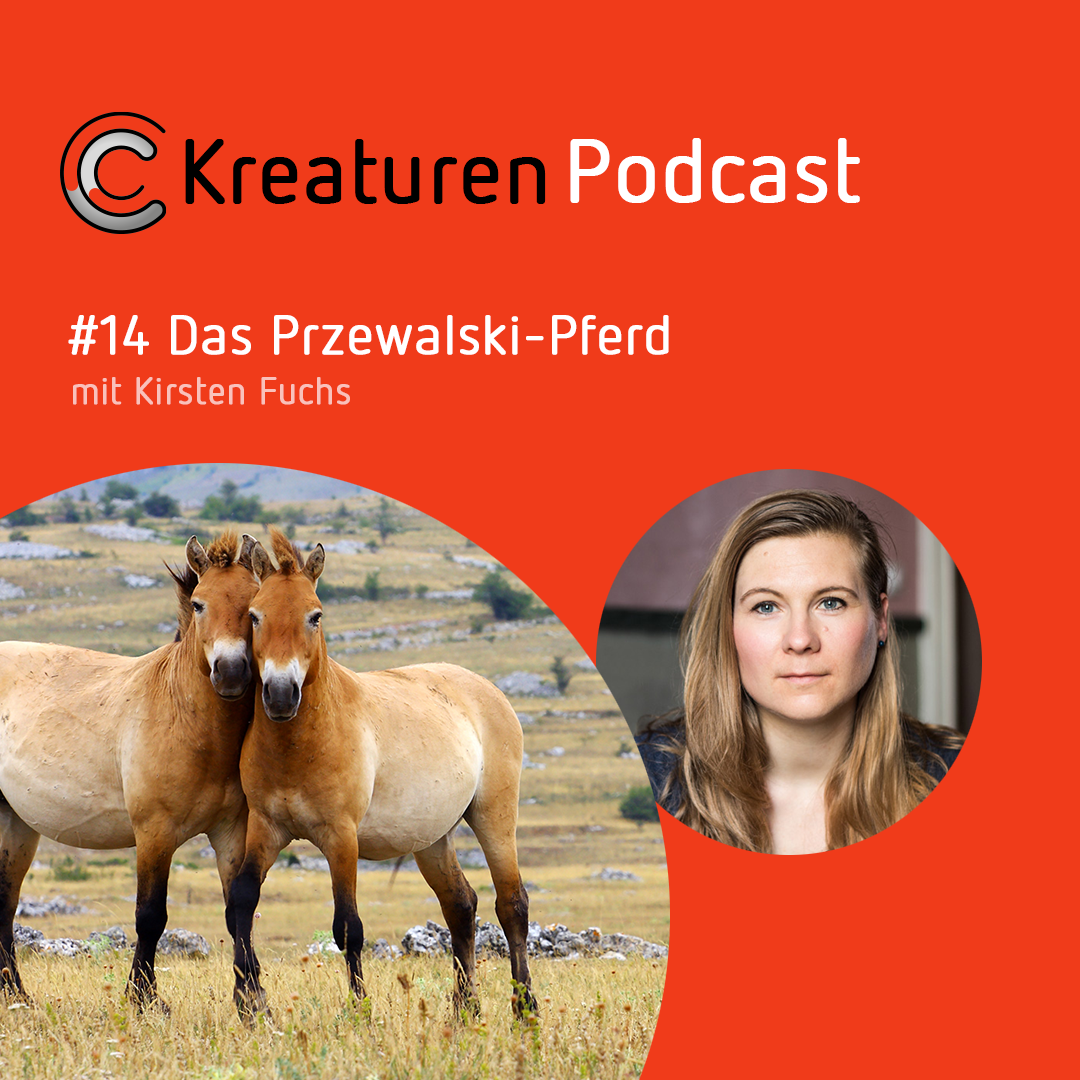 Kreaturen Podcast - Folge 14: Das Przewalski-Pferd mit Kirsten Fuchs episode artwork