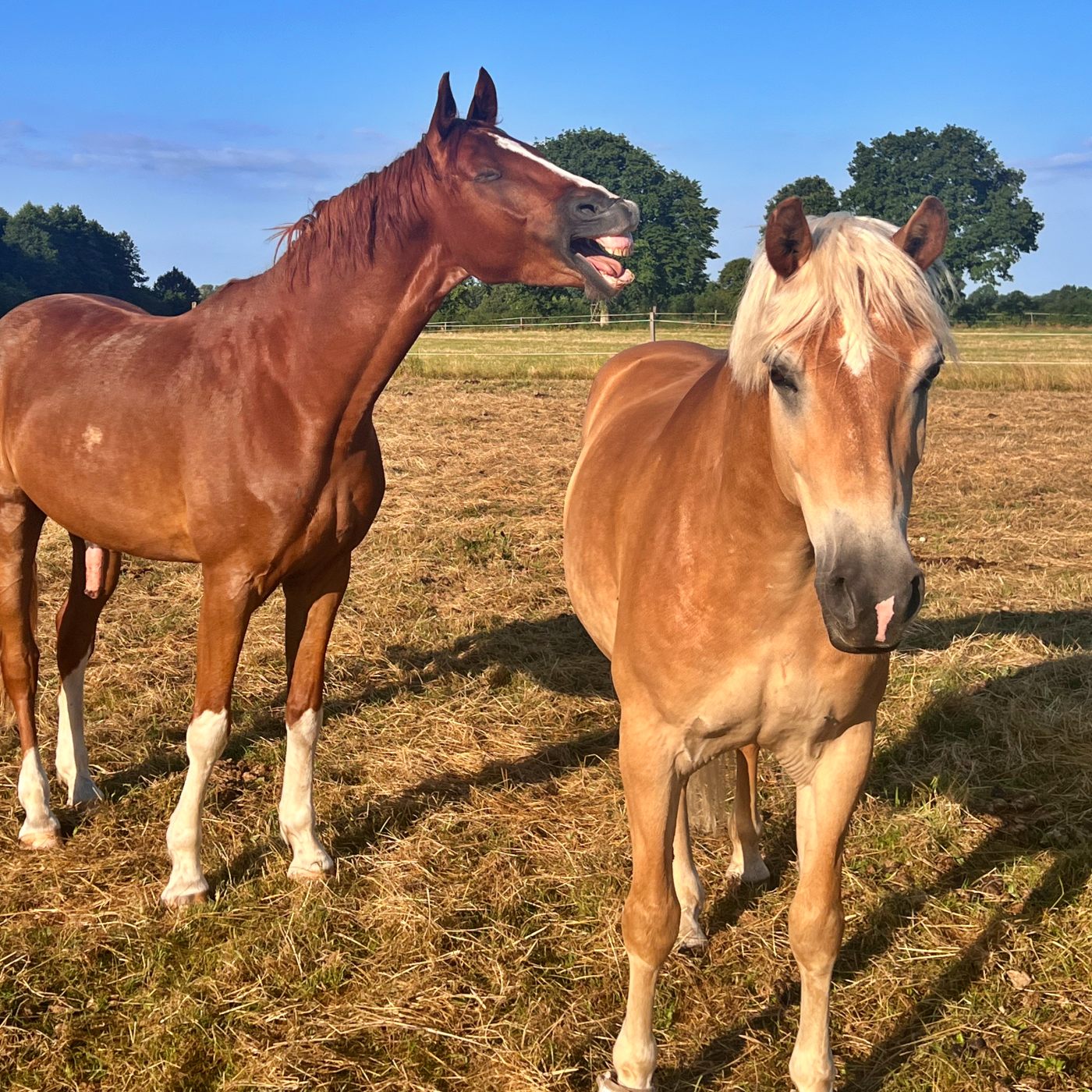 #459 Pferde tauschen = Besser reiten? episode artwork