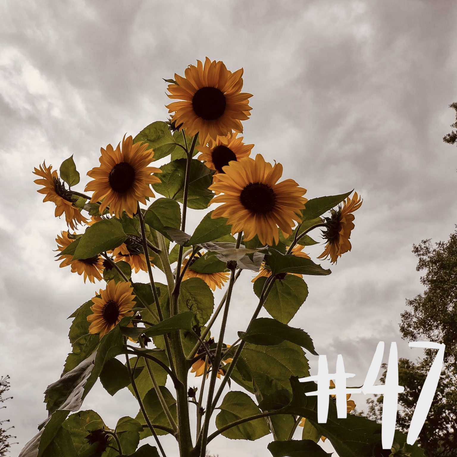 #47 Stachelbeere & Sonnenblume episode artwork