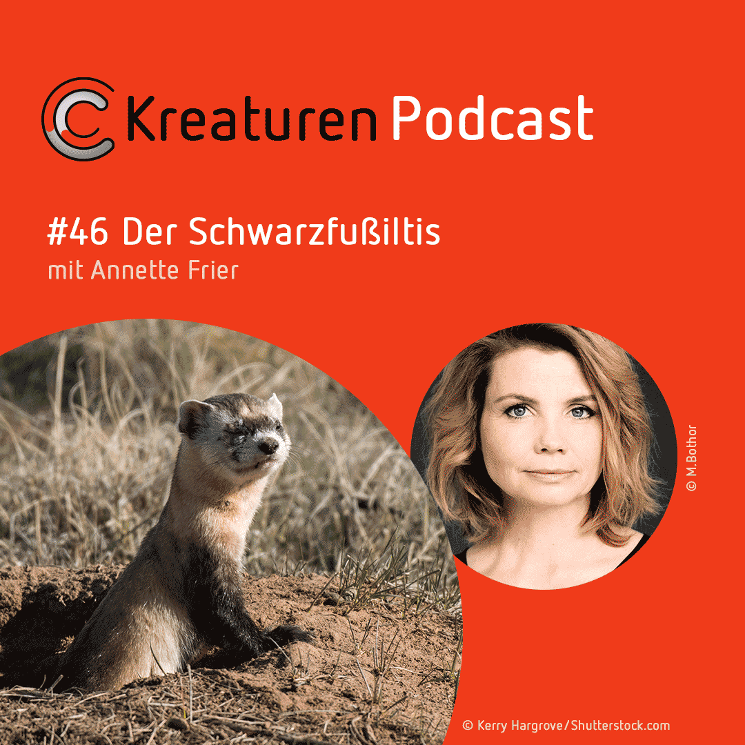 Kreaturen-Podcast – Folge 46: Der Schwarzfußiltis mit Annette Frier episode artwork