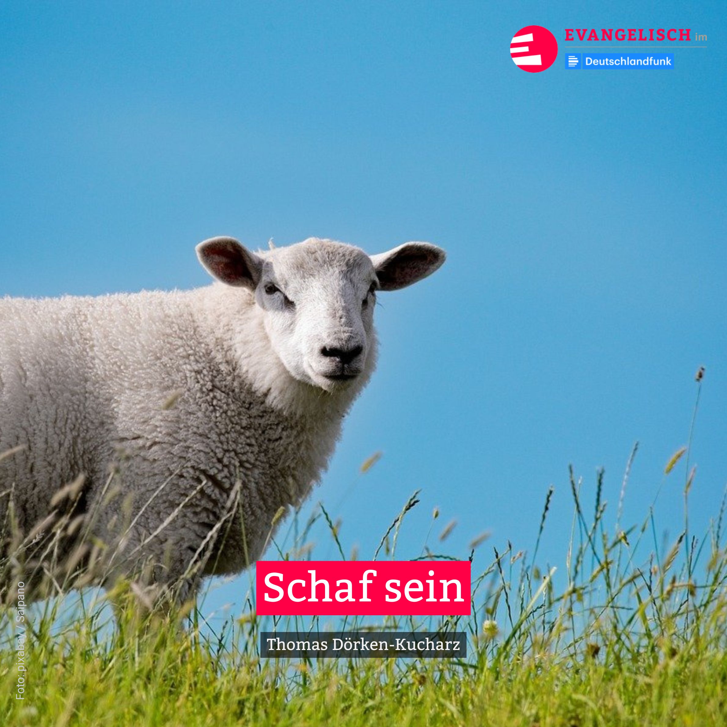 Schaf sein