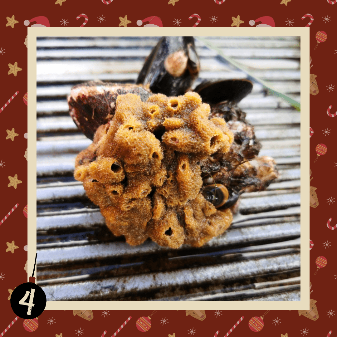 #diedreimjf - Adventskalender 2020 Türchen 4: Brotkrumenschwamm episode artwork