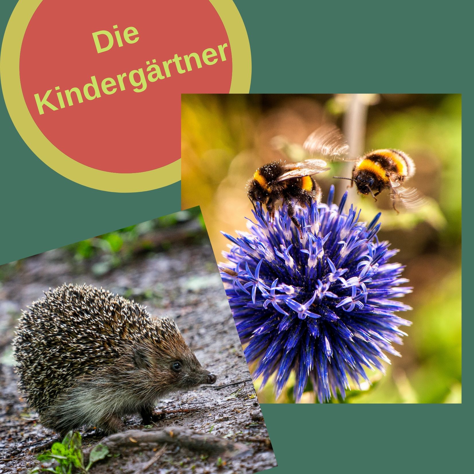 Von wilden Bienen und stacheligen Rittern