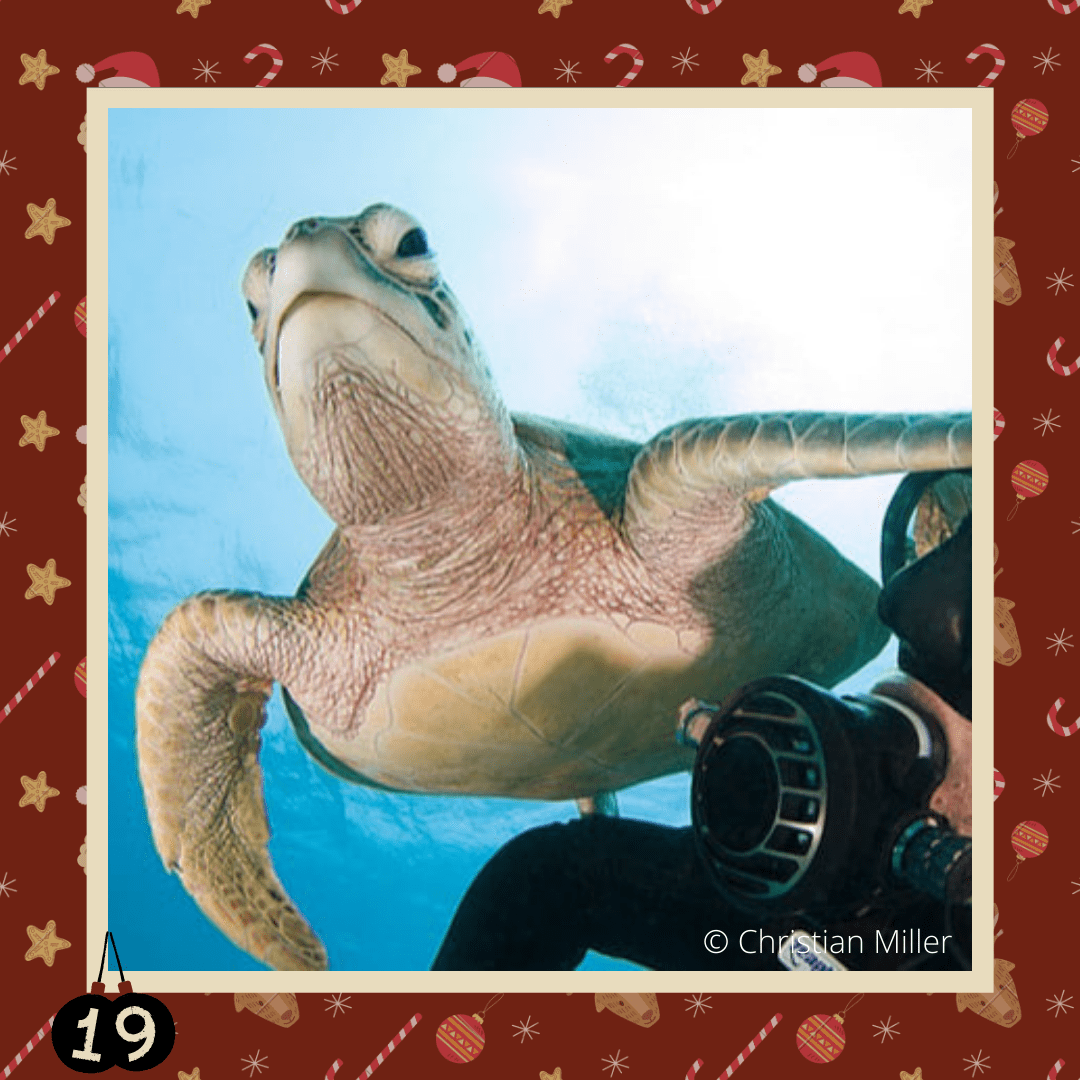 #diedreimjf - Adventskalender 2020 Türchen 19: Grüne Meeresschildkröte episode artwork