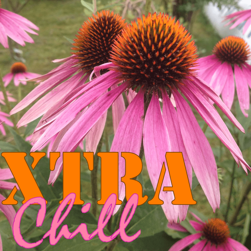 XtraChill