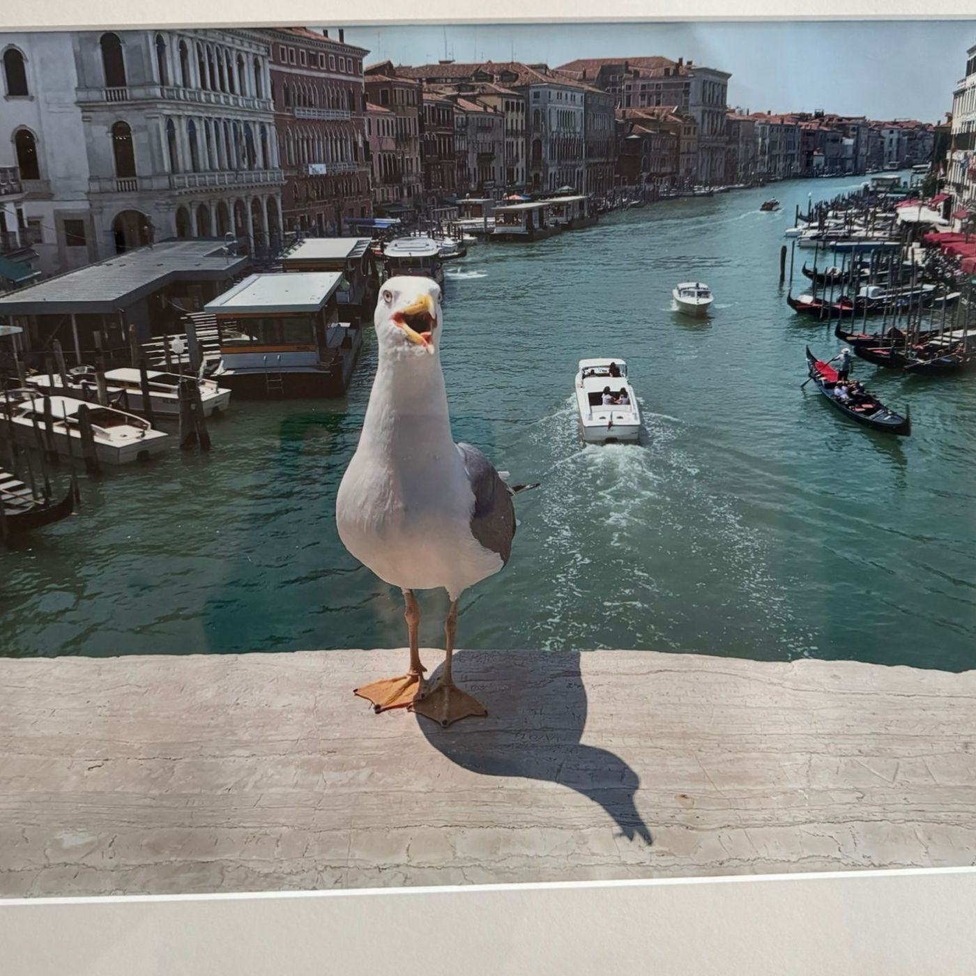 Die Möwe auf der Rialto Brücke episode artwork
