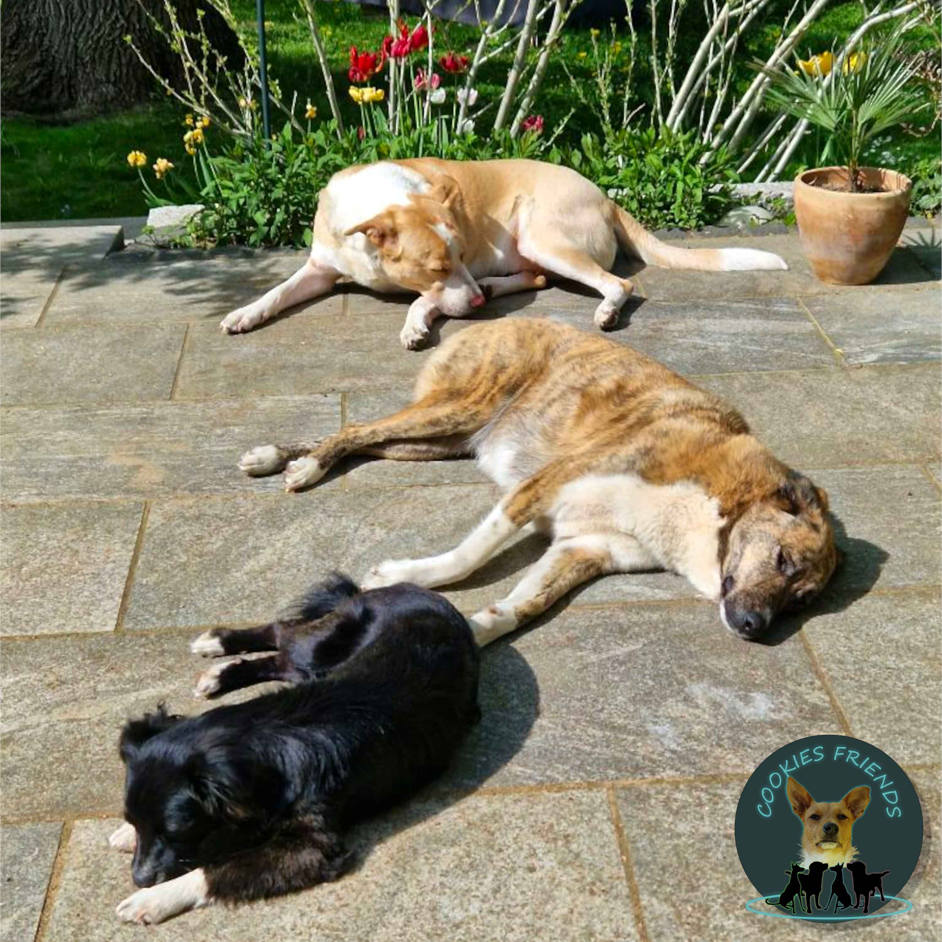 Cookies Friends. Der Podcast für Tierschutz-Hunde