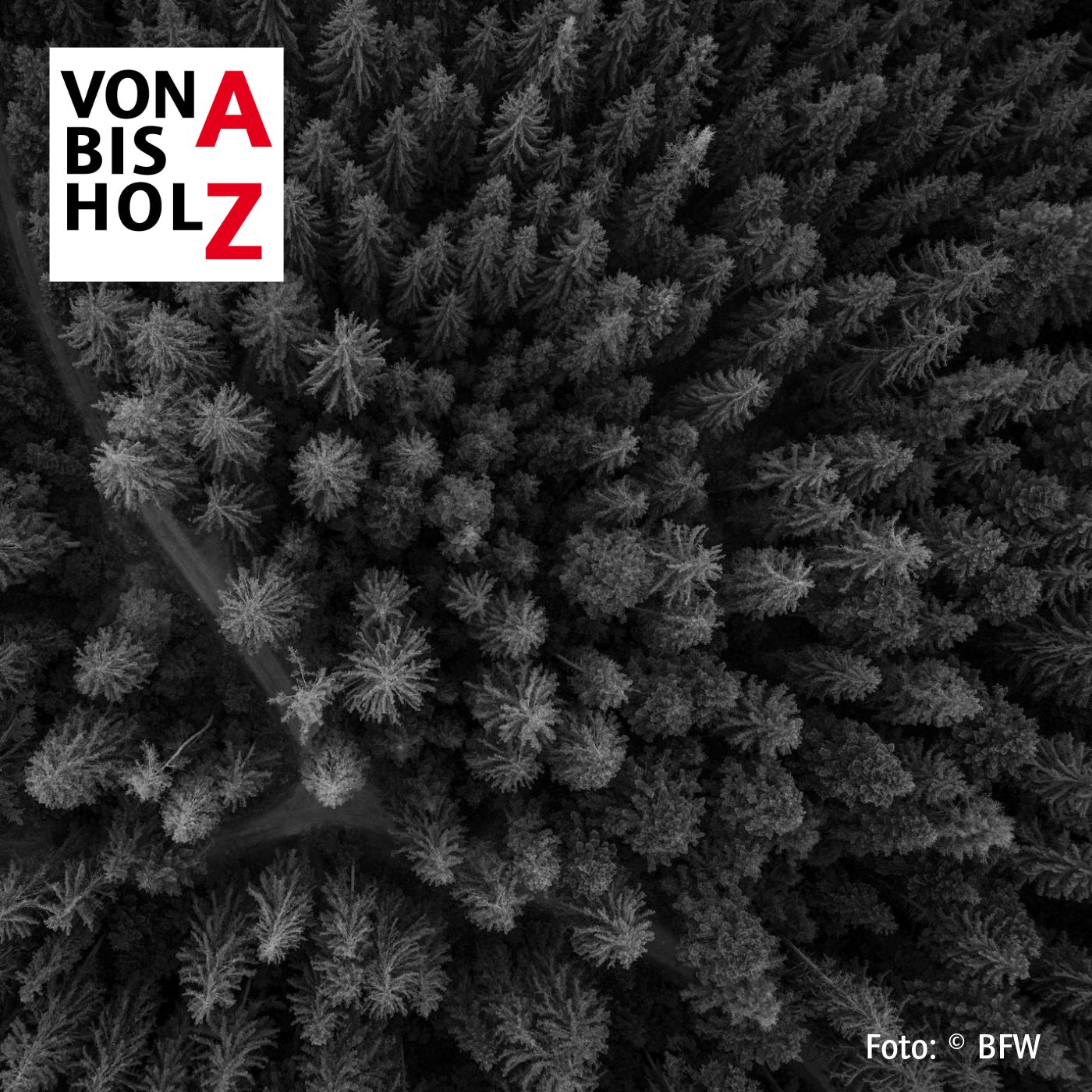 #12 – Wald im Klimawandel episode artwork