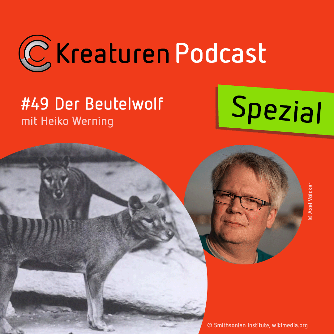 Kreaturen-Podcast – Folge 49: Der Beutelwolf mit Heiko Werning episode artwork