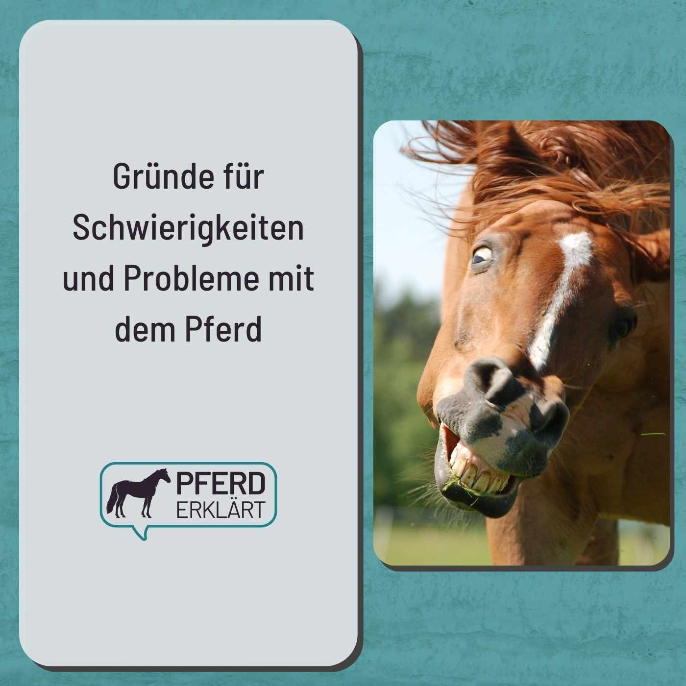 Wie entstehen eigentlich Schwierigkeiten mit dem Pferd?