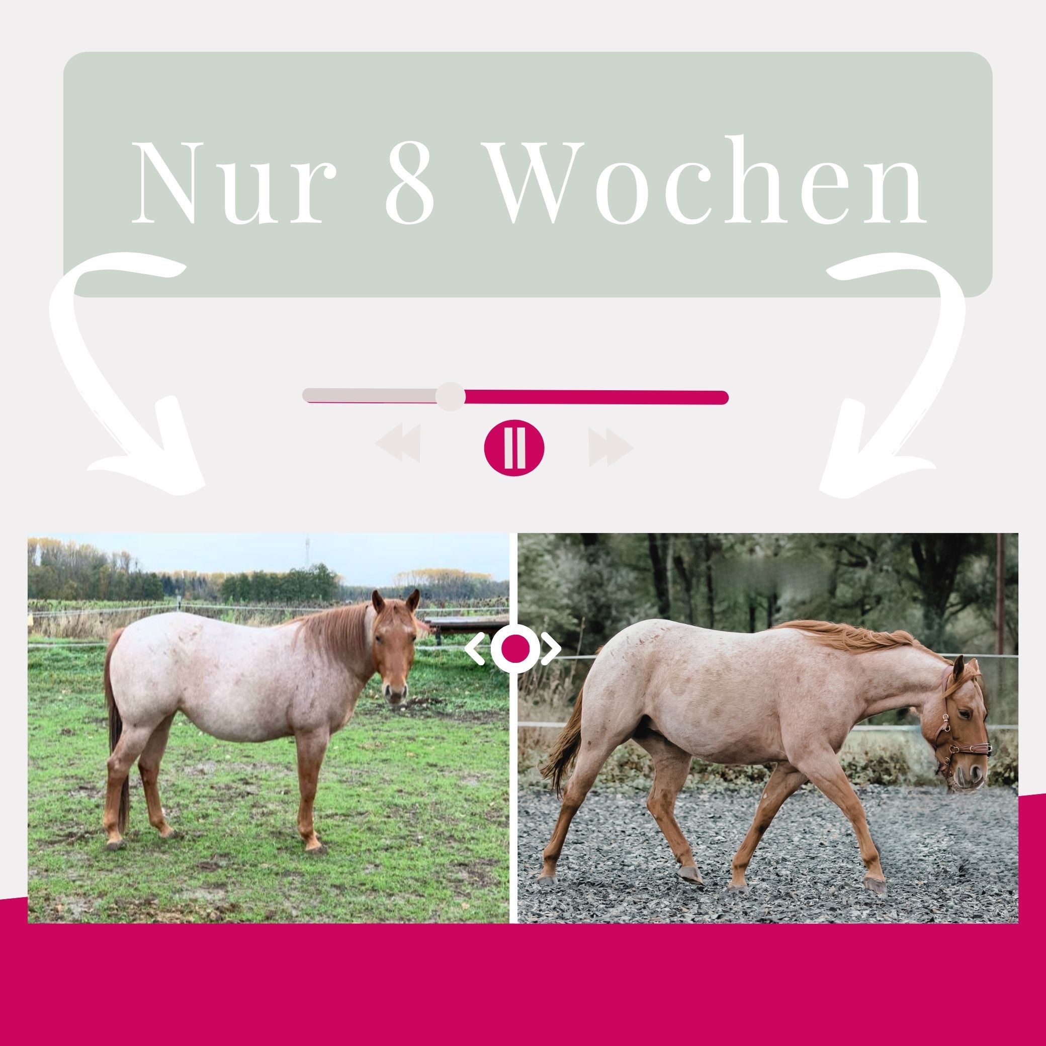 Pferd zu dick? So klappt’s mit dem Abnehmen – gesund, sanft & mit System