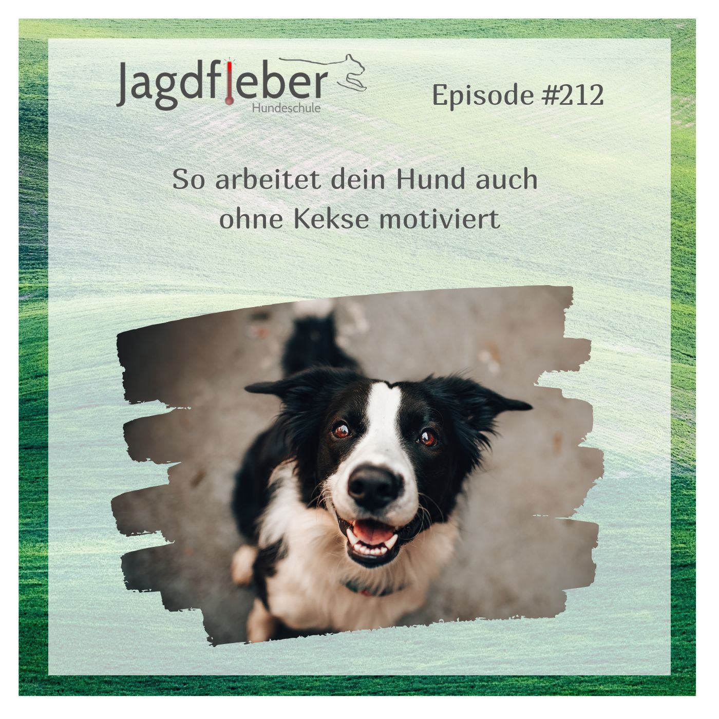 P212: So arbeitet dein Hund auch ohne Kekse motiviert episode artwork