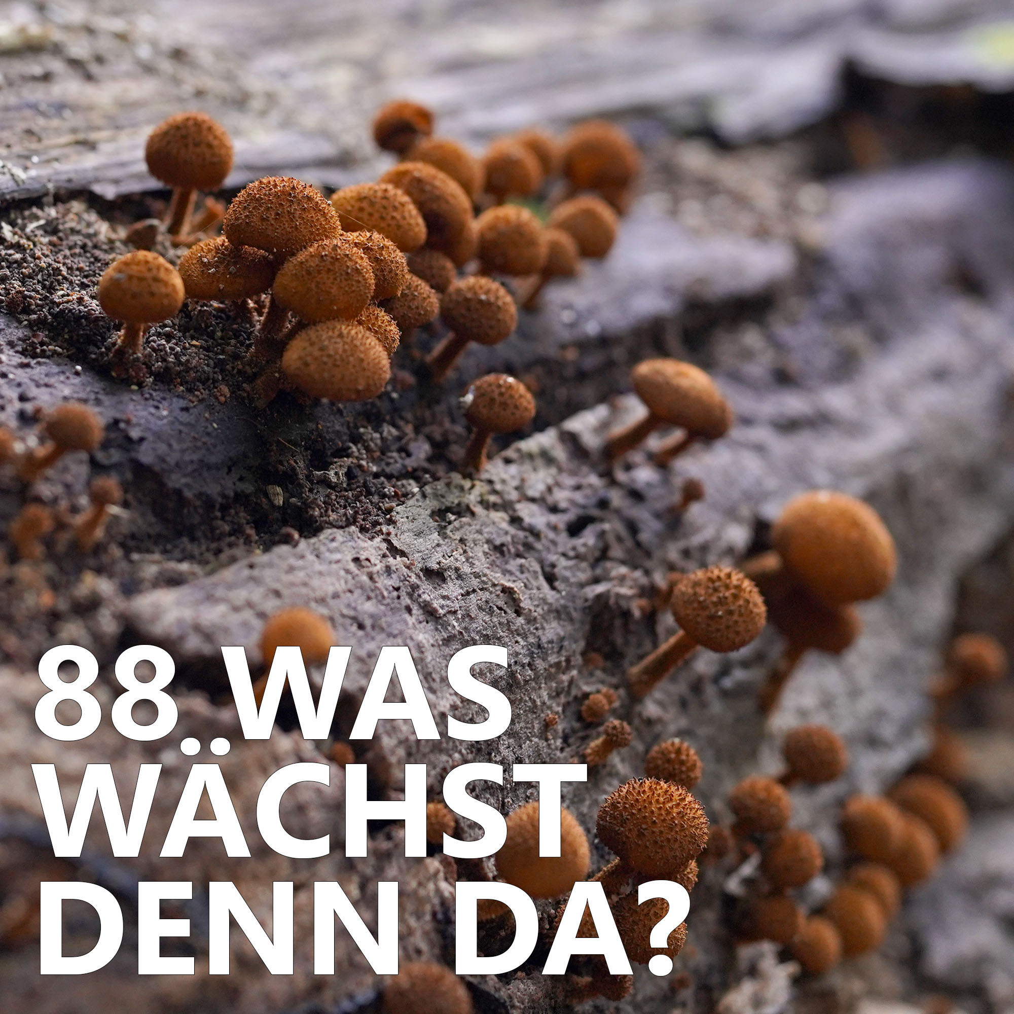 #88 Was wächst denn da?