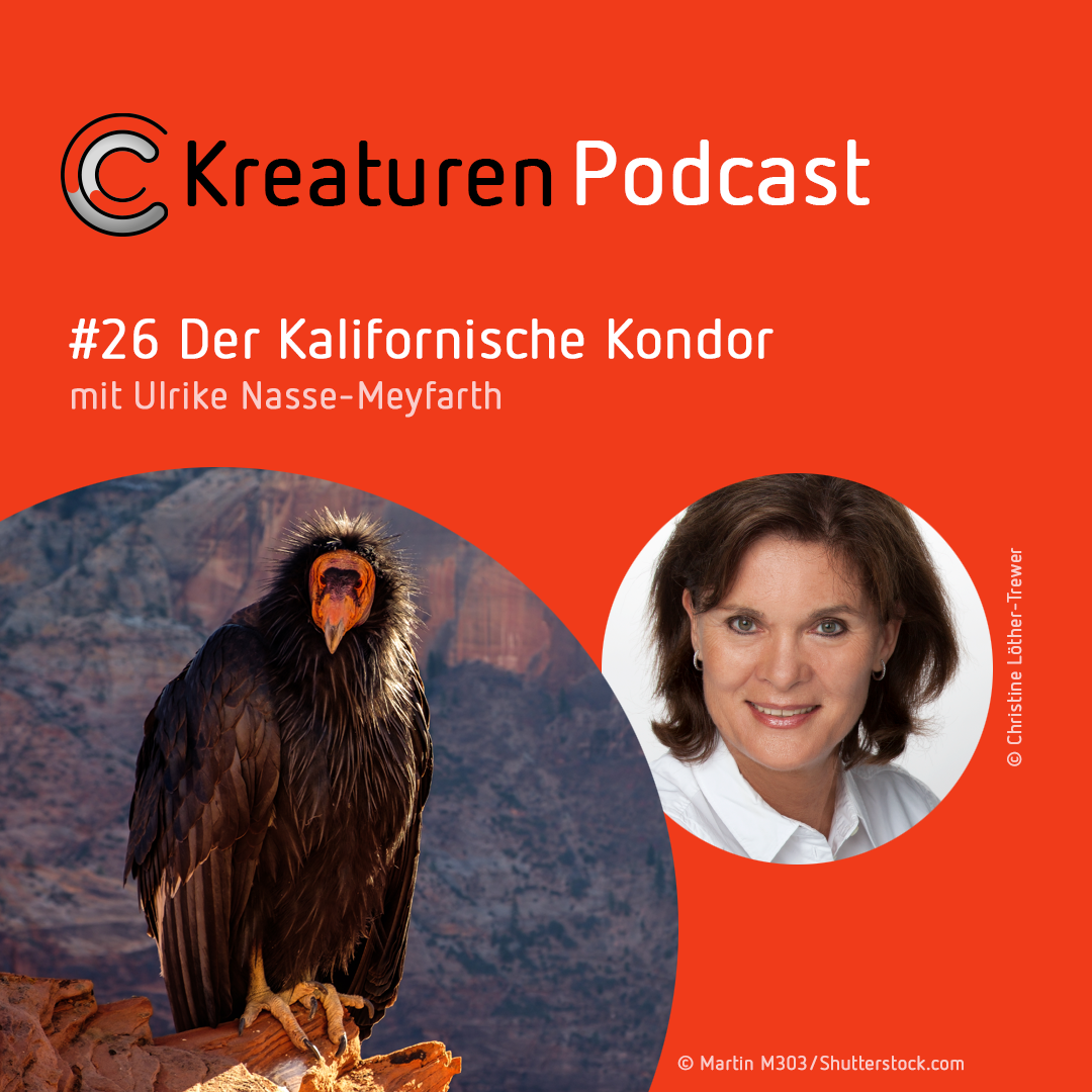 Kreaturen-Podcast – Folge 26: Der Kalifornische Kondor mit Ulrike Nasse-Meyfarth episode artwork