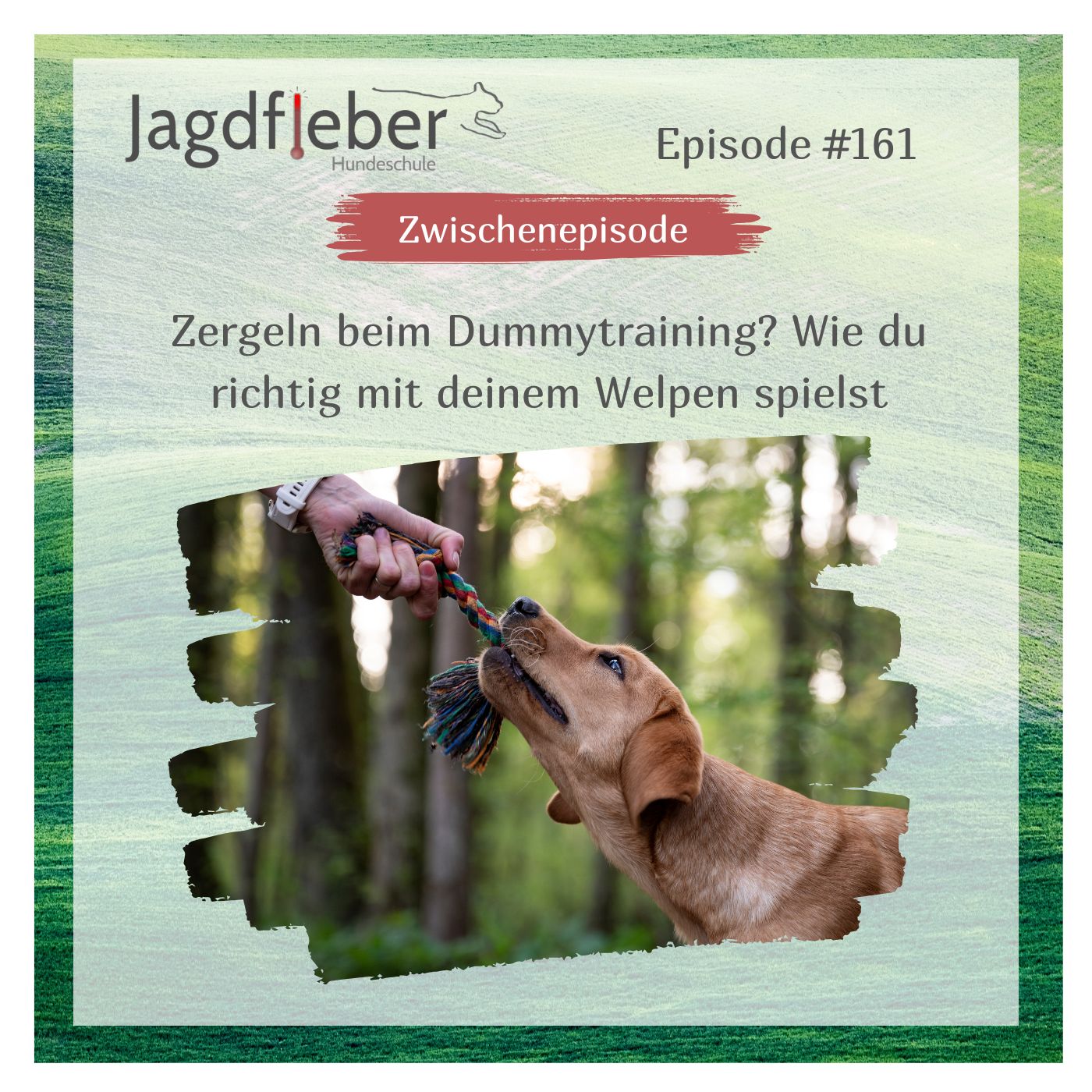P161: Zergeln beim Dummytraining? Wie du richtig mit deinem Welpen spielst episode artwork