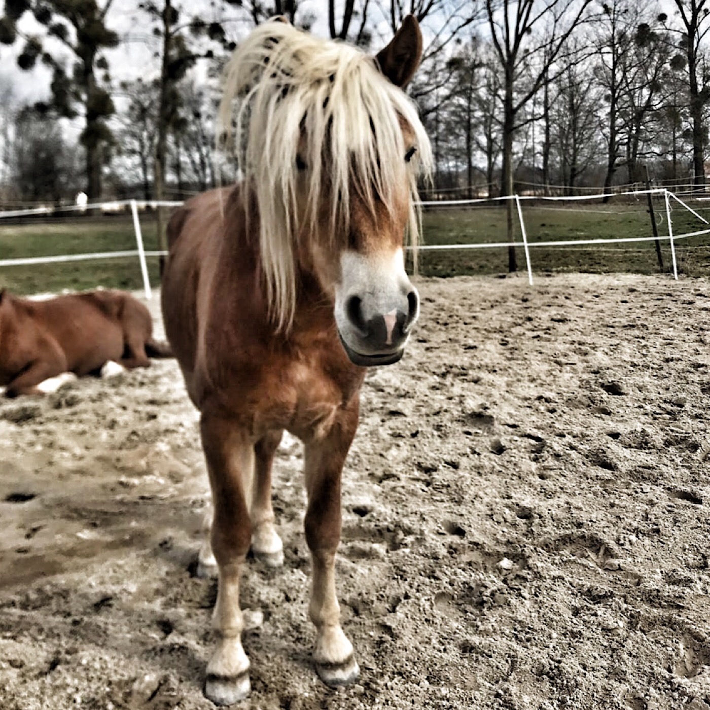 Der Pferdepodcast