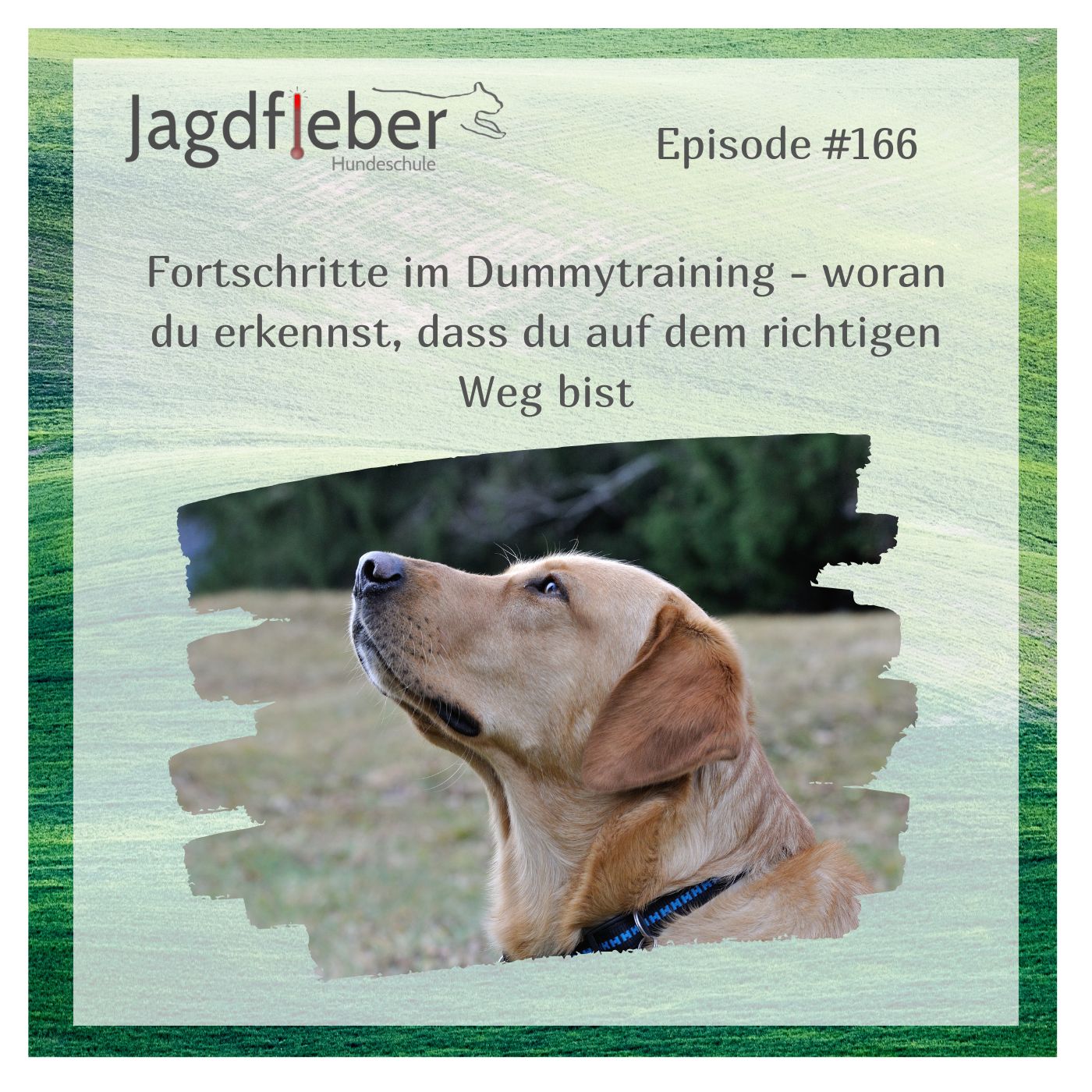 P166: Fortschritte im Dummytraining - woran du erkennst, dass du auf dem richtigen Weg bist episode artwork