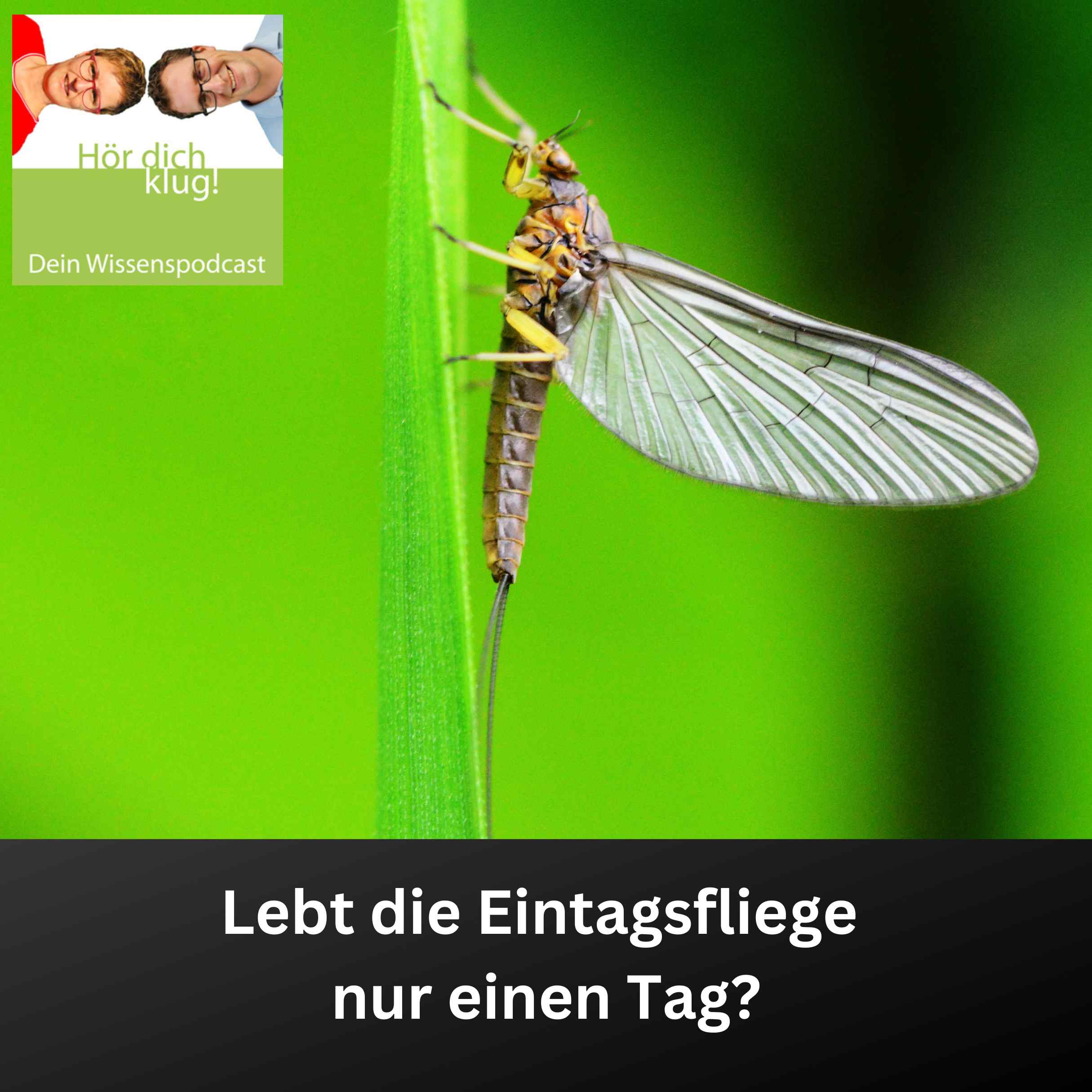 Lebt die Eintagsfliege nur einen Tag?