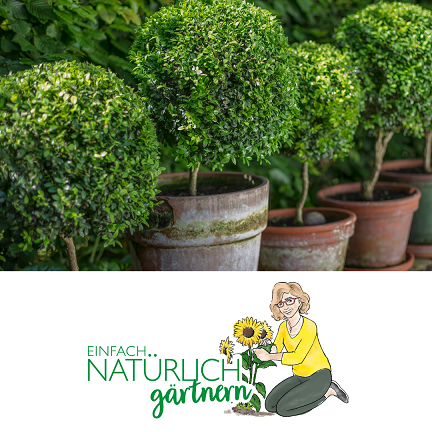 Buchsbaumzünsler biologisch bekämpfen