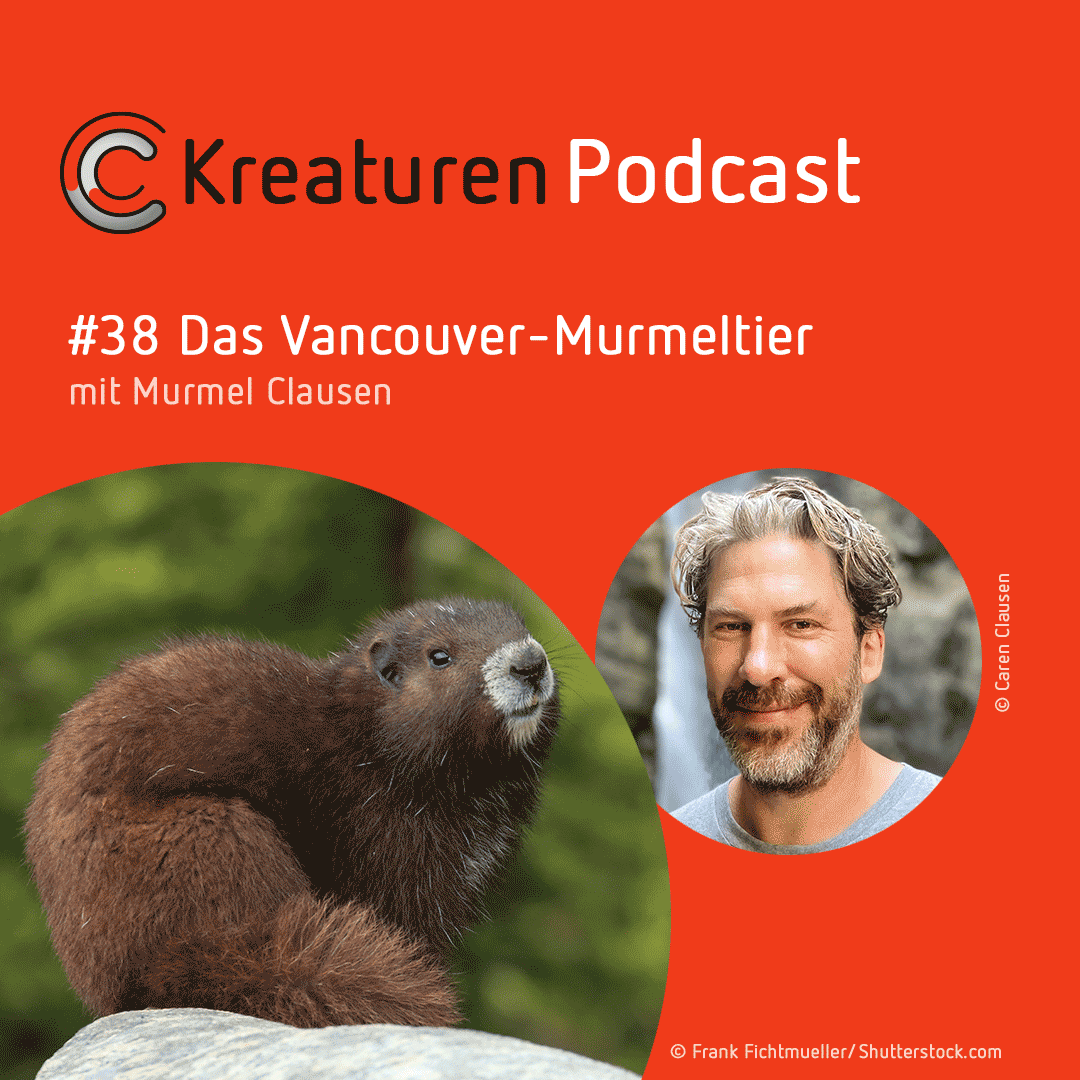 Kreaturen-Podcast – Folge 38: Das Vancouver-Murmeltier mit Murmel Clausen episode artwork