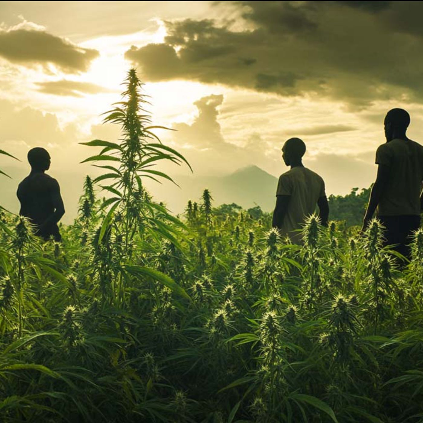 Strain Hunters | Weed Legenden #14 | Landrassen | Genetik | Weltreise episode artwork
