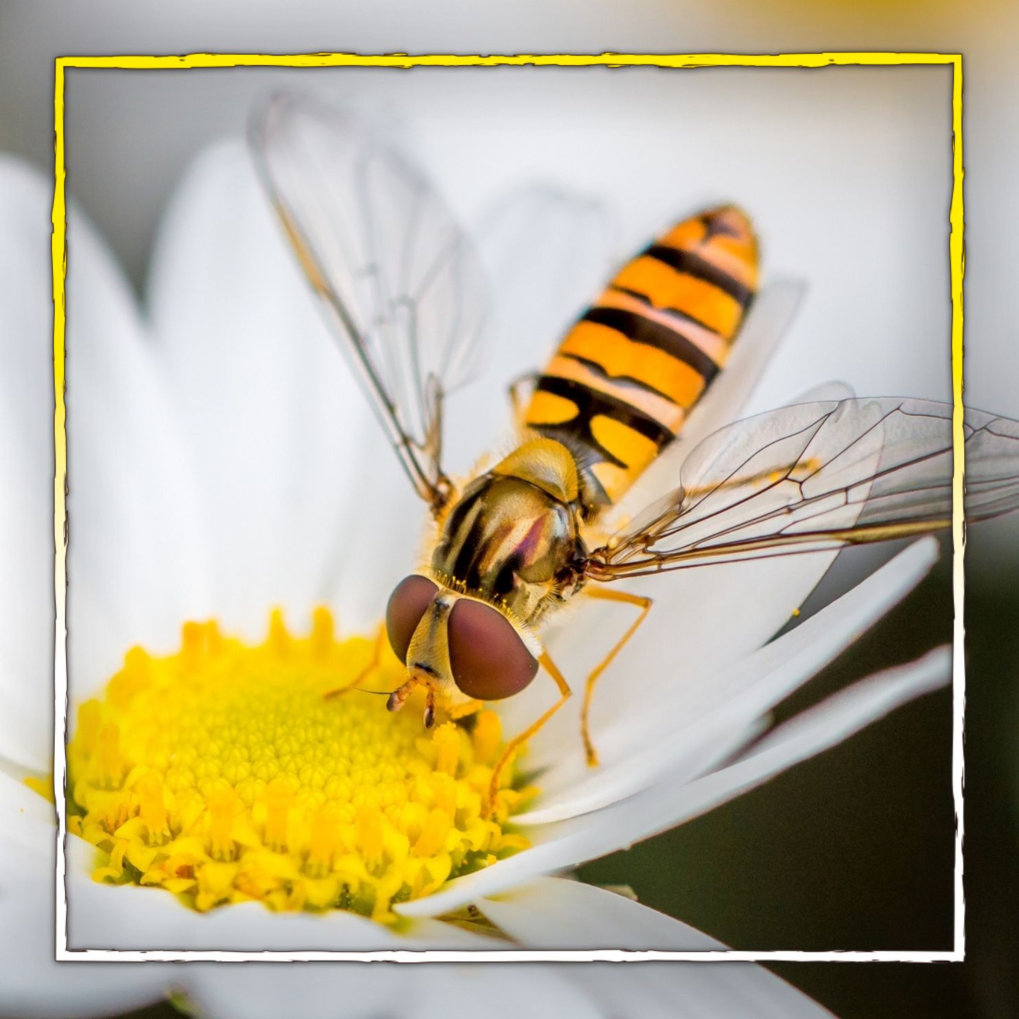 Insekten lieben diese Pflanzen