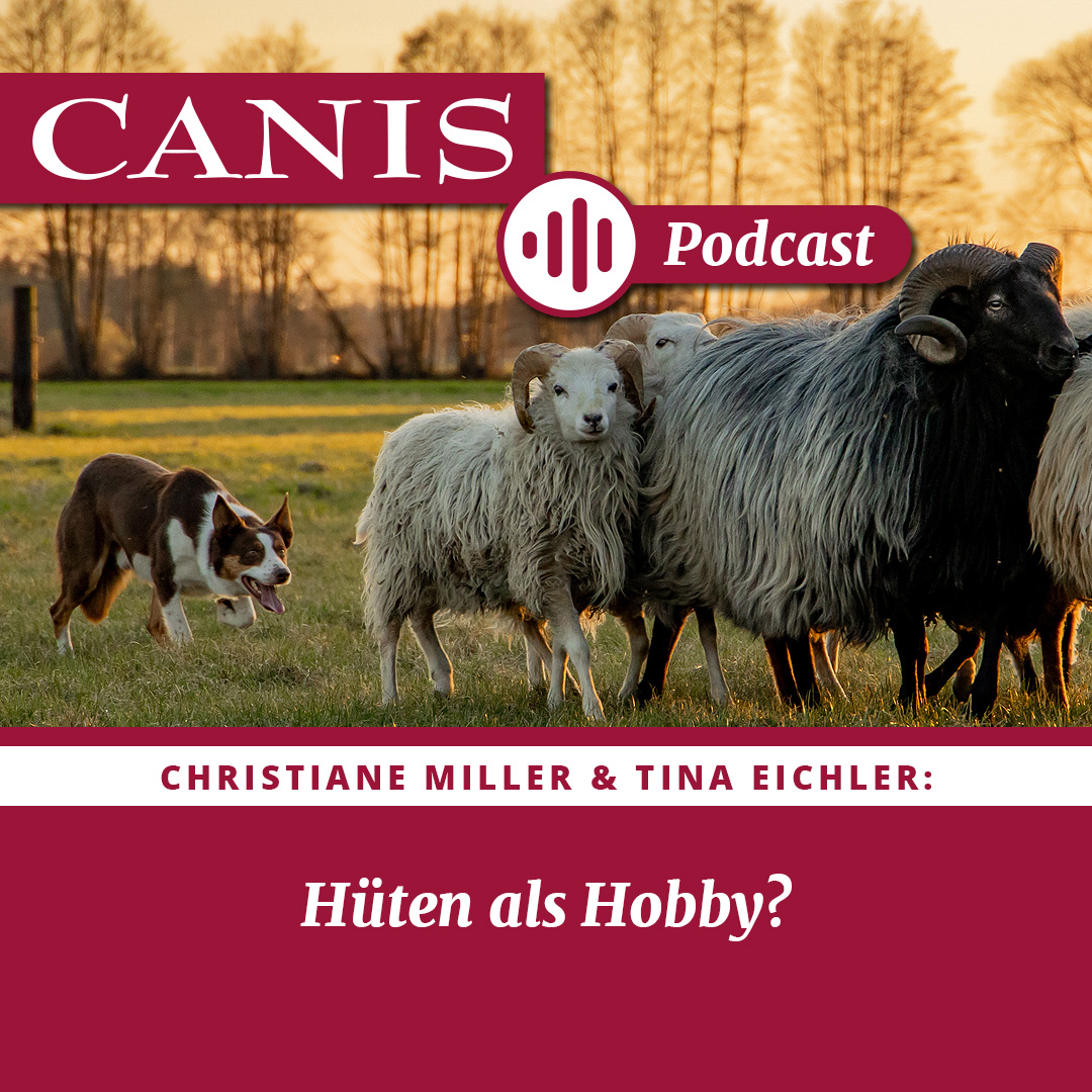 Der CANIS-Podcast – Hundeexpert:innen ausgefragt