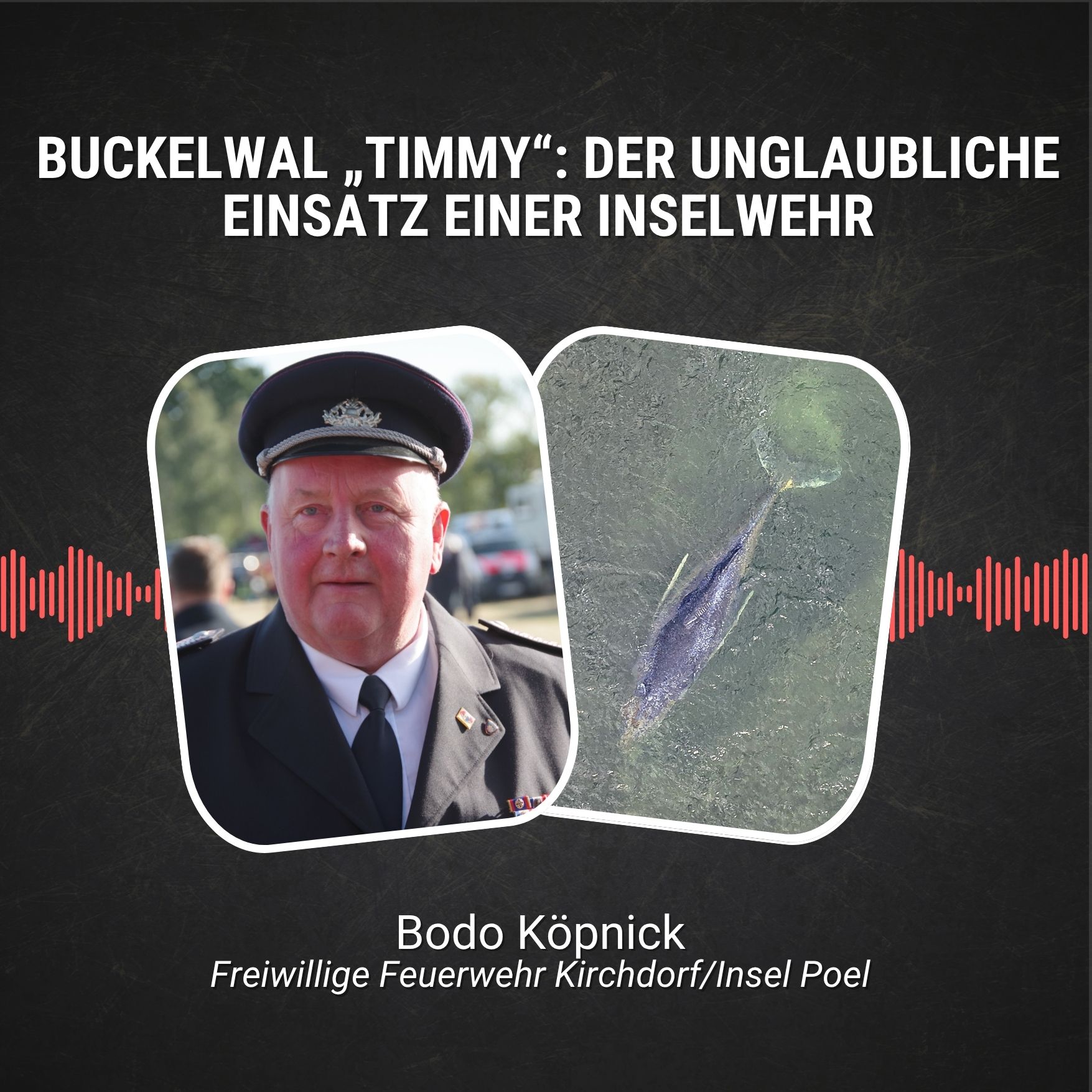 #113: Buckelwal „Timmy“: Der unglaubliche Einsatz einer Inselwehr