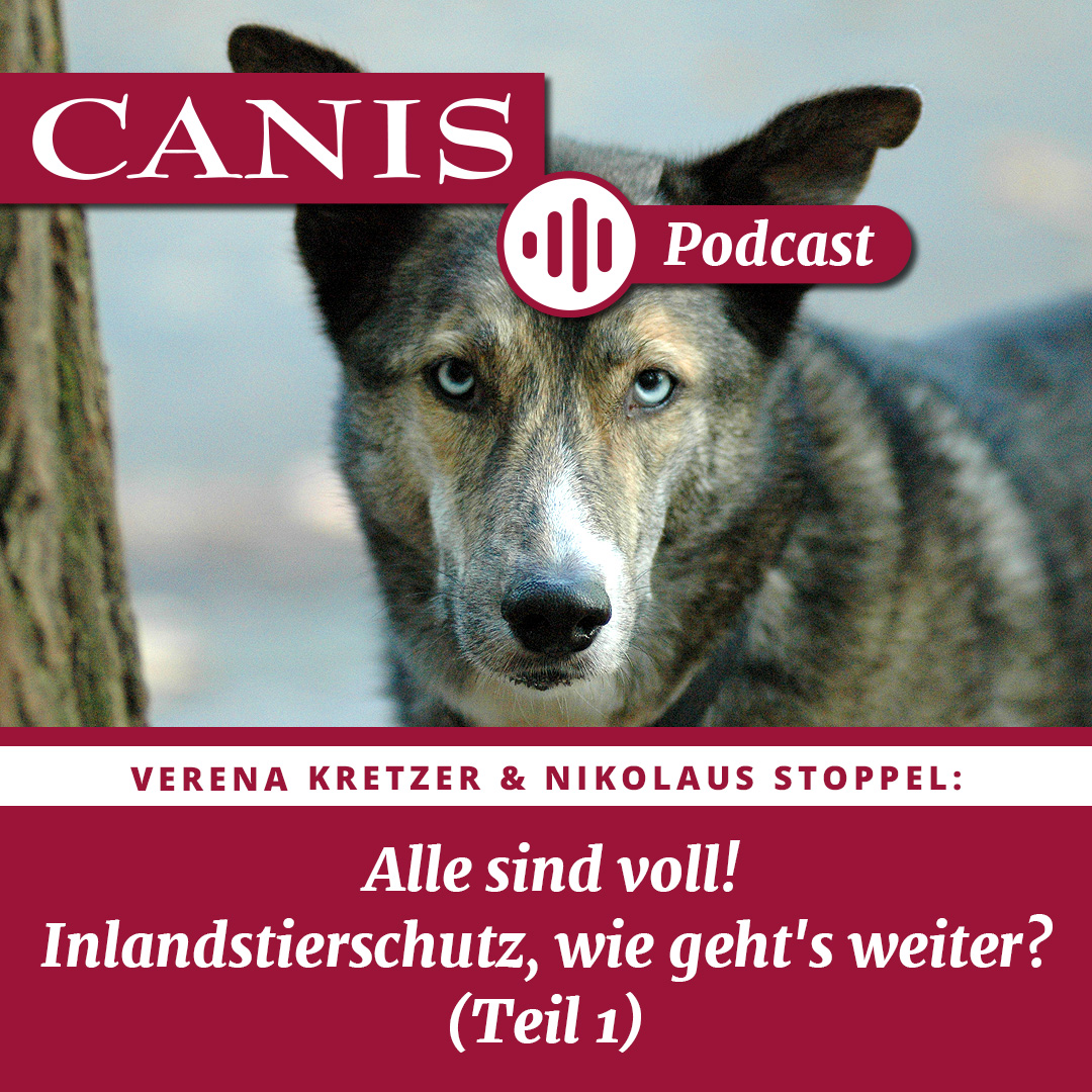 Alle sind voll! Inlandstierschutz, wie geht’s weiter? (Teil 1)